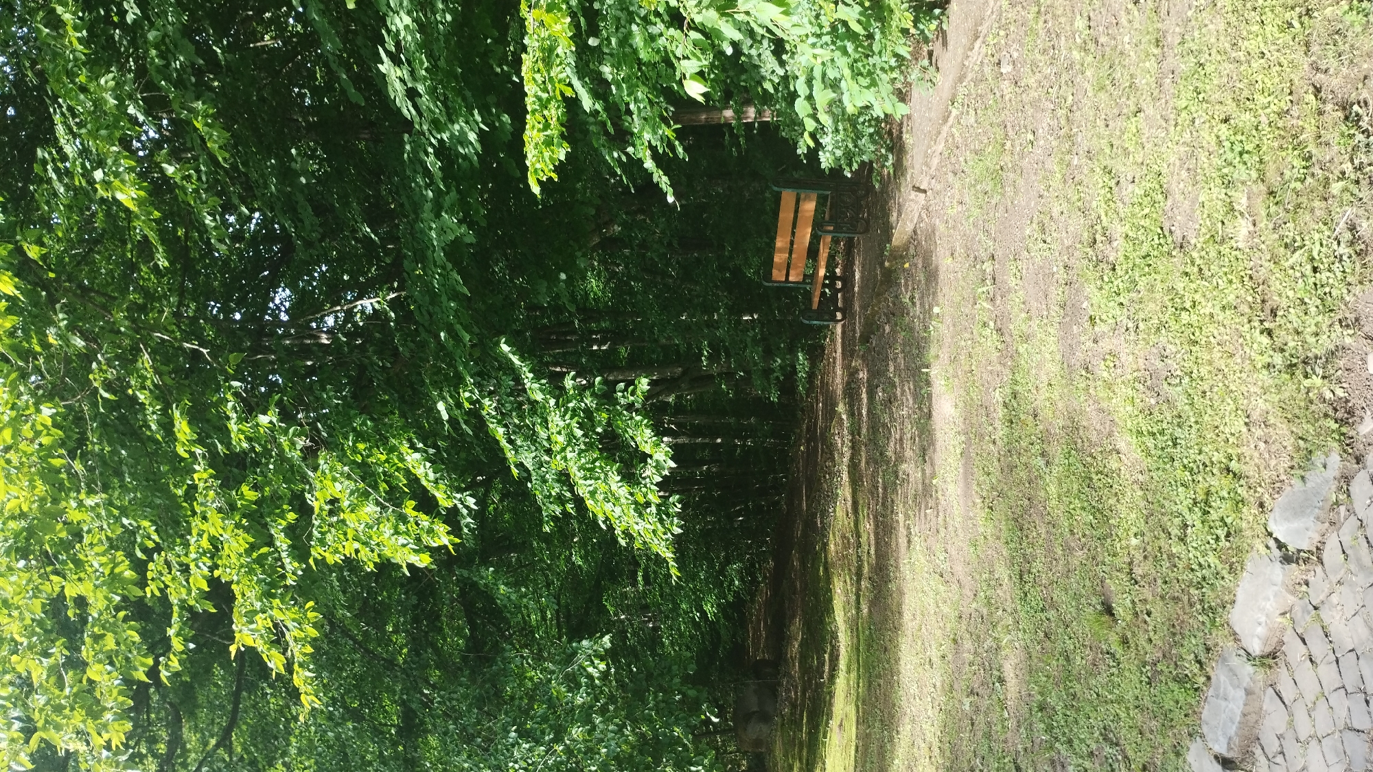 A wooden bench with a dark metal frame is situated in a park-like setting in Syniak, Ukraine. The bench is placed on a dirt path next to a dense area of green trees and foliage. The ground in front of the bench is a mix of grass and dirt, with some patches of moss. To the left of the bench, the path continues into the wooded area, with a large, rounded rock visible. In the foreground, a cobblestone path borders a grassy area. The scene is bathed in natural light, suggesting it is daytime.