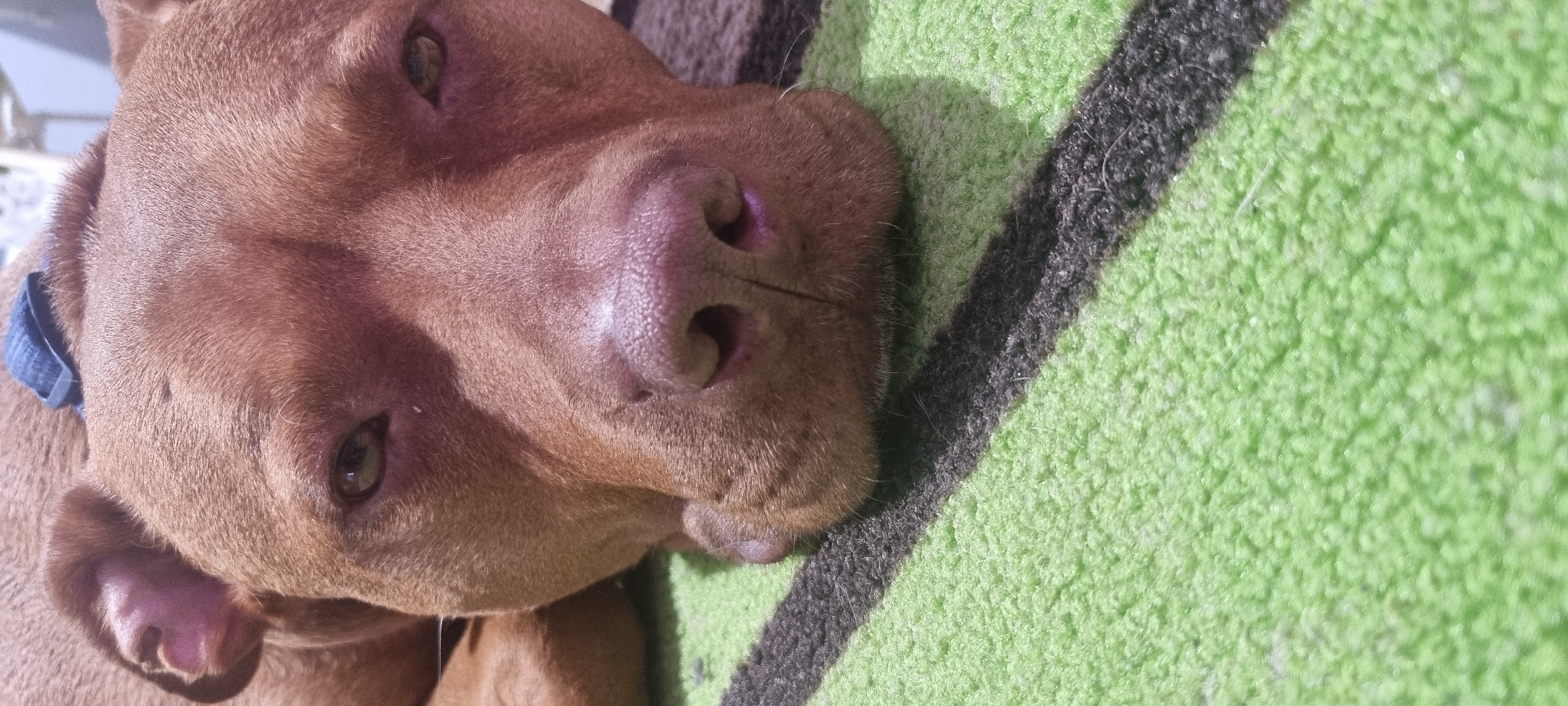 A close-up, rotated, and slightly tilted image shows the face of a light-brown dog with a pink nose resting on a green and gray striped rug. The dog has a blue collar. The location is Unknown, Unknown.