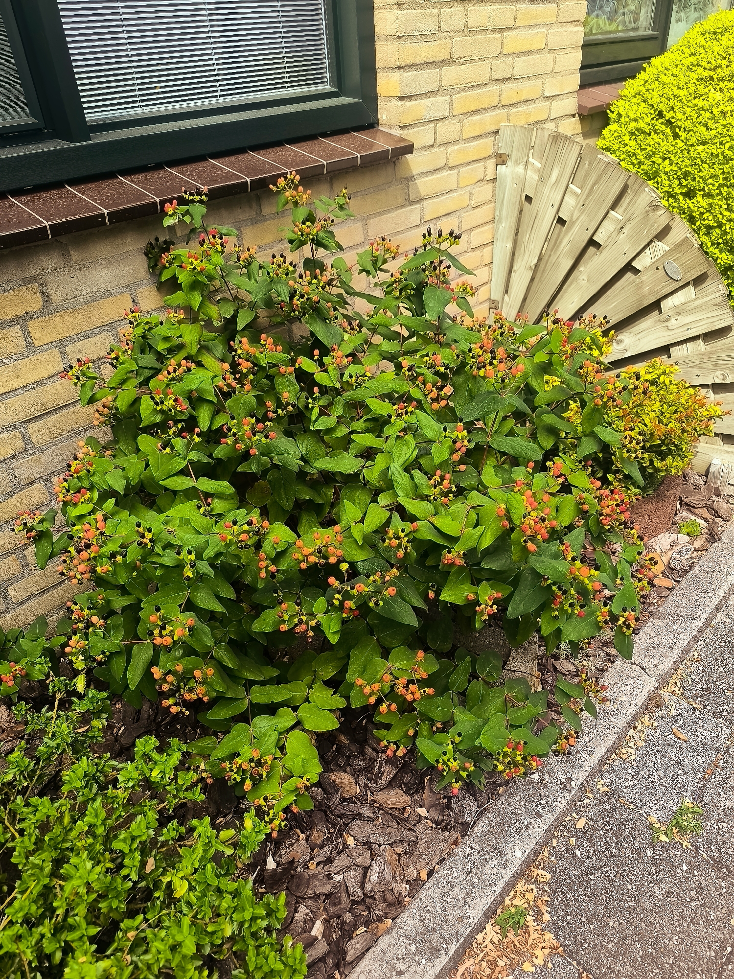 The image depicts a close-up, eye-level view of a dense, green shrub with numerous small, orange and black berries, possibly *Hypericum* species, growing in a garden bed. The shrub is situated next to a light yellow brick wall and a concrete sidewalk. To the right of the shrub, a large, semi-circular wooden structure, possibly a decorative garden feature made from a cable spool, is visible against the brick wall, partially obscuring a bright yellow-green bush. The garden bed itself is mulched with dark brown wood chips, and a small patch of low-growing green ground cover is visible in the lower left. The brick wall has a dark green window frame at the top, with blinds visible through the glass. The scene is outdoors, under natural light, suggesting a residential or public garden setting in Almere, Netherlands. No people are present in the image.