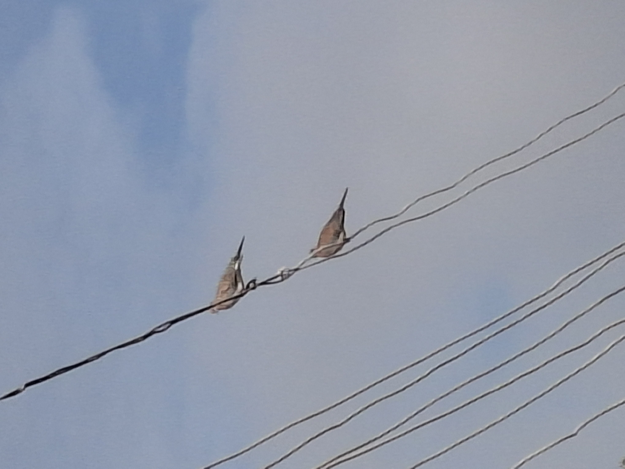 Two birds are perched on overhead electrical wires against a pale blue sky with some clouds. The wires are dark and appear to be made of metal, running diagonally across the frame. The birds are small and light brown with darker markings on their wings and tails. They are positioned one above the other on separate wires, facing to the left. The lighting suggests it is daytime, possibly late morning or afternoon. The scene depicts a common urban or semi-urban environment in Gombe, Nigeria, where such electrical infrastructure is prevalent. There are no people or other discernible objects or activities in the immediate vicinity.