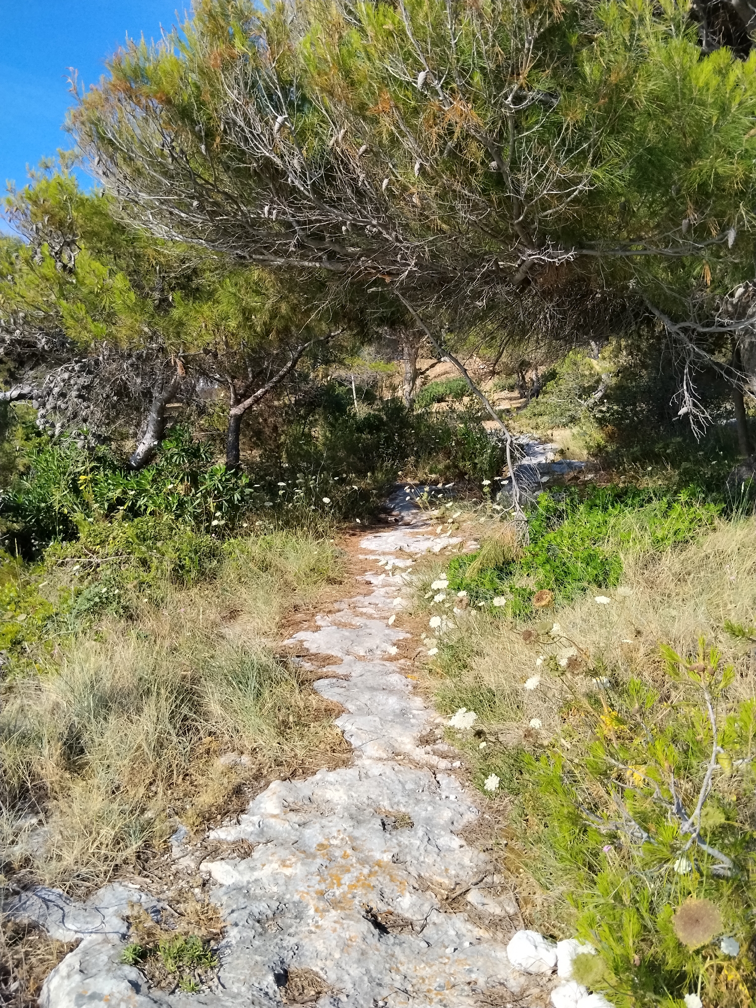 The image depicts a rocky, unpaved path winding through a natural landscape characterized by pine trees and dry grasses. The path is predominantly grey stone, with some patches of dry leaves and pine needles. Surrounding the path is an abundance of green and dry vegetation, including low-lying bushes and taller grasses. Small white flowers are scattered throughout the scene, adding touches of color. The sky above is a clear, bright blue. The overall impression is of a rugged, natural environment, likely a coastal or hillside area. This scene is consistent with the natural landscapes found in and around Vieste, Italy, particularly in areas with Mediterranean scrub and rocky terrain.