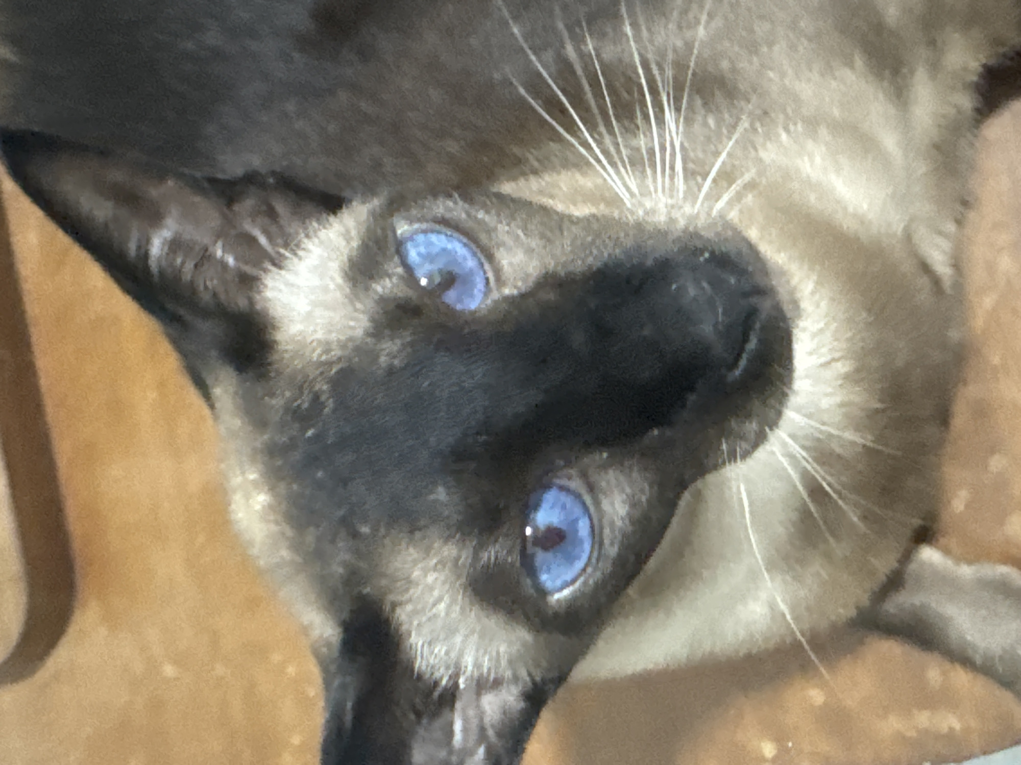 A close-up, top-down shot shows a Siamese cat with striking blue eyes looking directly at the camera. The cat's fur is predominantly brown with darker points on its face and ears, and lighter fur on its chest and neck. The background is a warm, reddish-brown surface, likely a wooden table or floor, with some light-colored flecks. The lighting is soft, highlighting the cat's features. No specific location in Ramat Gan, Israel can be identified from the image.