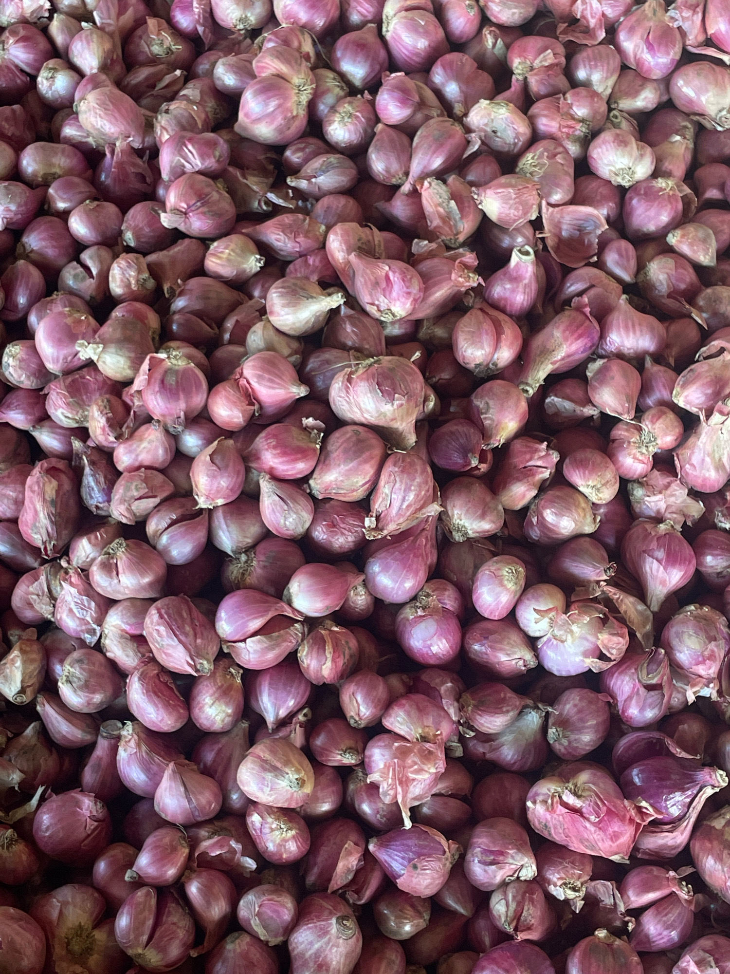 A top-down, full-frame shot shows a large pile of shallots. The shallots are reddish-purple and appear to be of various sizes. Some are whole, while others are partially peeled or have visible roots. The shallots are densely packed, filling the entire frame. The lighting is even, with no harsh shadows. The overall impression is of abundance and a natural, earthy texture. The location is not specified, but the scene suggests a market or a storage area for produce.
