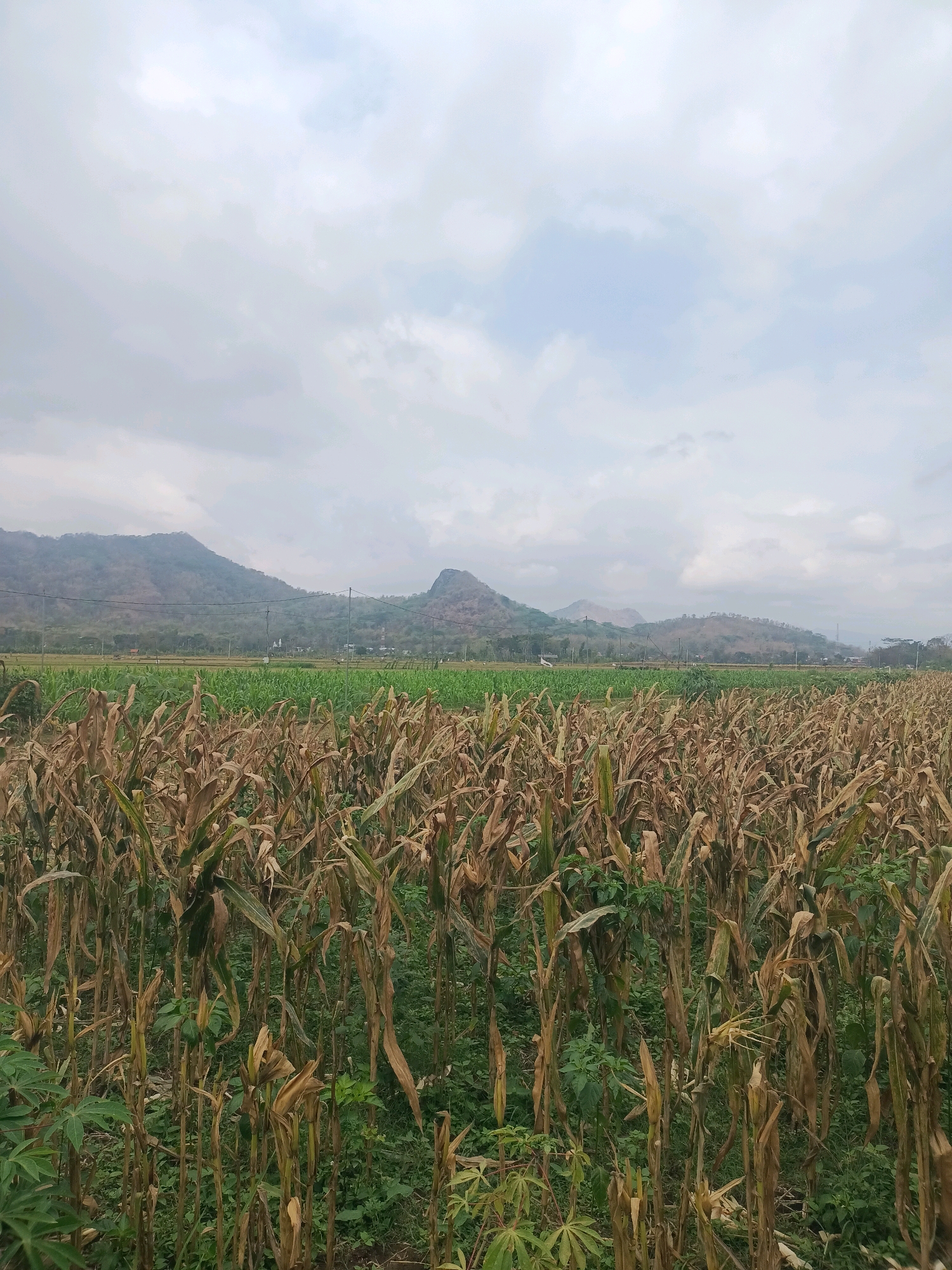 A wide shot captures a rural landscape in Trenggalek, Indonesia, dominated by a field of dry, brown corn stalks in the foreground. The corn stalks are dense and show signs of harvest or drought, with some green undergrowth visible amongst them. Beyond the cornfield, a strip of vibrant green crops stretches across the middle ground, suggesting a different type of cultivation. In the background, rolling hills and mountains form a natural horizon, their slopes covered in vegetation. The sky is overcast with a mix of gray clouds and patches of pale blue, indicating a temperate or possibly humid climate. Power lines are visible across the landscape, strung between poles. The scene is devoid of human activity and appears to be a natural, agricultural setting.