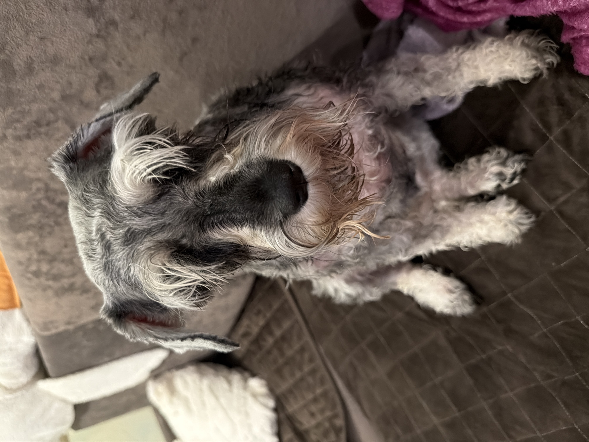 A Miniature Schnauzer is resting on a brown quilted sofa. The dog has gray and white fur, a black nose, and a distinctive beard. The dog is lying on its side, with its paws extended. The sofa is in a residential setting. There is no evidence that this image was taken in the city of Chaikovsky, Russia.