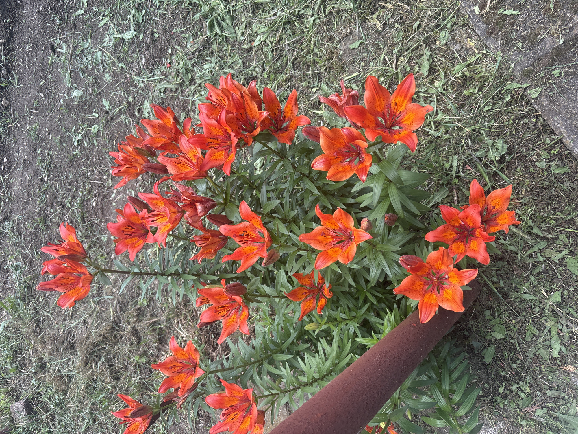 The image shows a cluster of orange lilies with dark spots, growing in soil and grass. A rusty metal pipe lies near the flowers. The location is unspecified, but the prompt suggests it might be Siva Reka, Bulgaria.