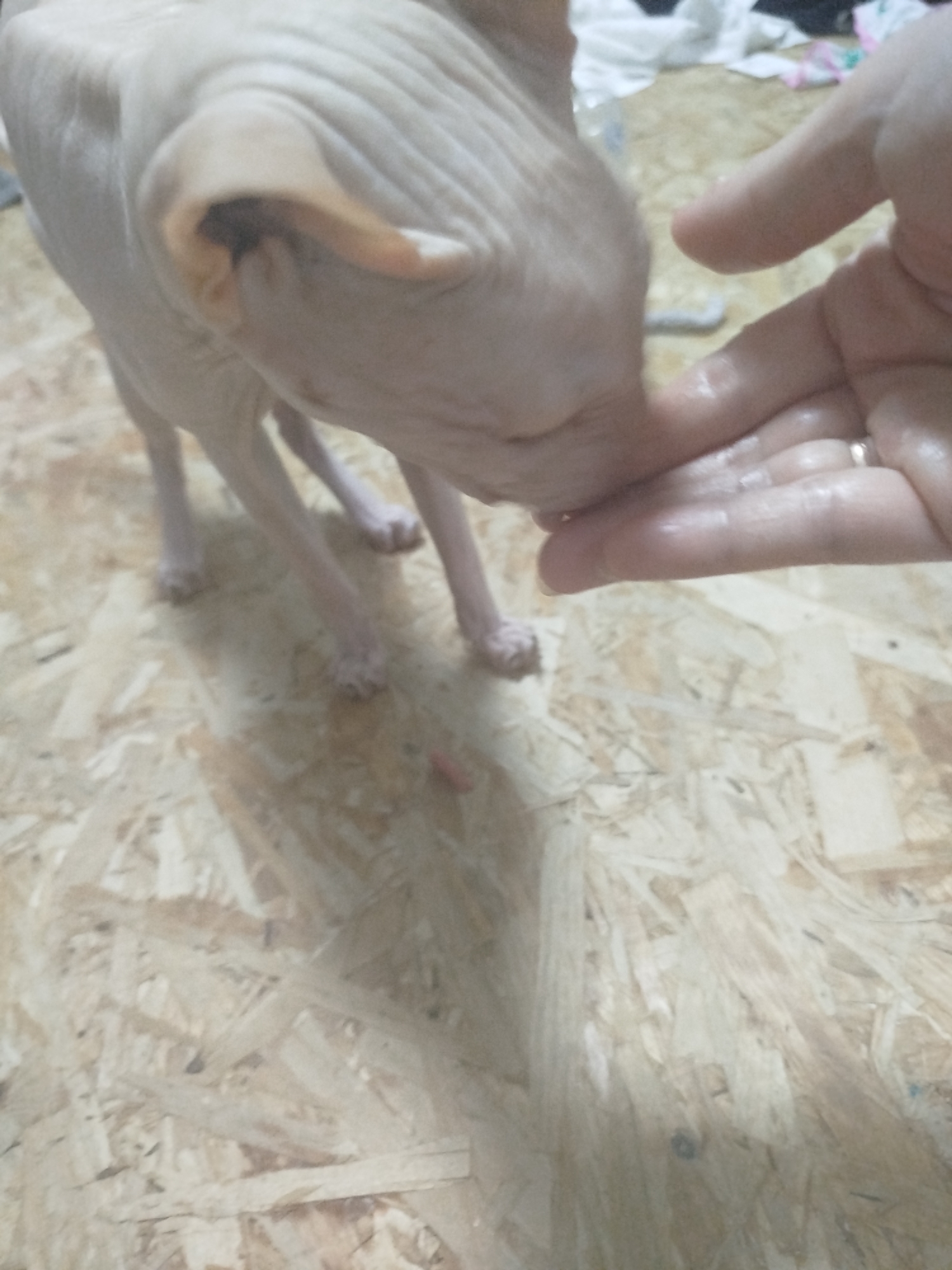 The image shows a close-up view of a hairless cat, likely a Sphynx, interacting with a human hand. The cat's wrinkled skin and prominent ears are visible as it sniffs or licks the fingers of the hand, which is slightly damp. The hand appears to be clean and has a ring on one finger. The background suggests an indoor setting with a floor made of OSB (Oriented Strand Board), common in construction or utilitarian spaces. A blurry white and colored fabric item is visible in the upper right corner, possibly indicating a domestic environment. The lighting seems to be artificial or from an indoor source, and no specific time of day or weather conditions are discernible. The interaction appears gentle and curious, with the cat showing interest in the hand. The overall mood is intimate and focused on the interaction between the animal and human. There is no visible text in the image.