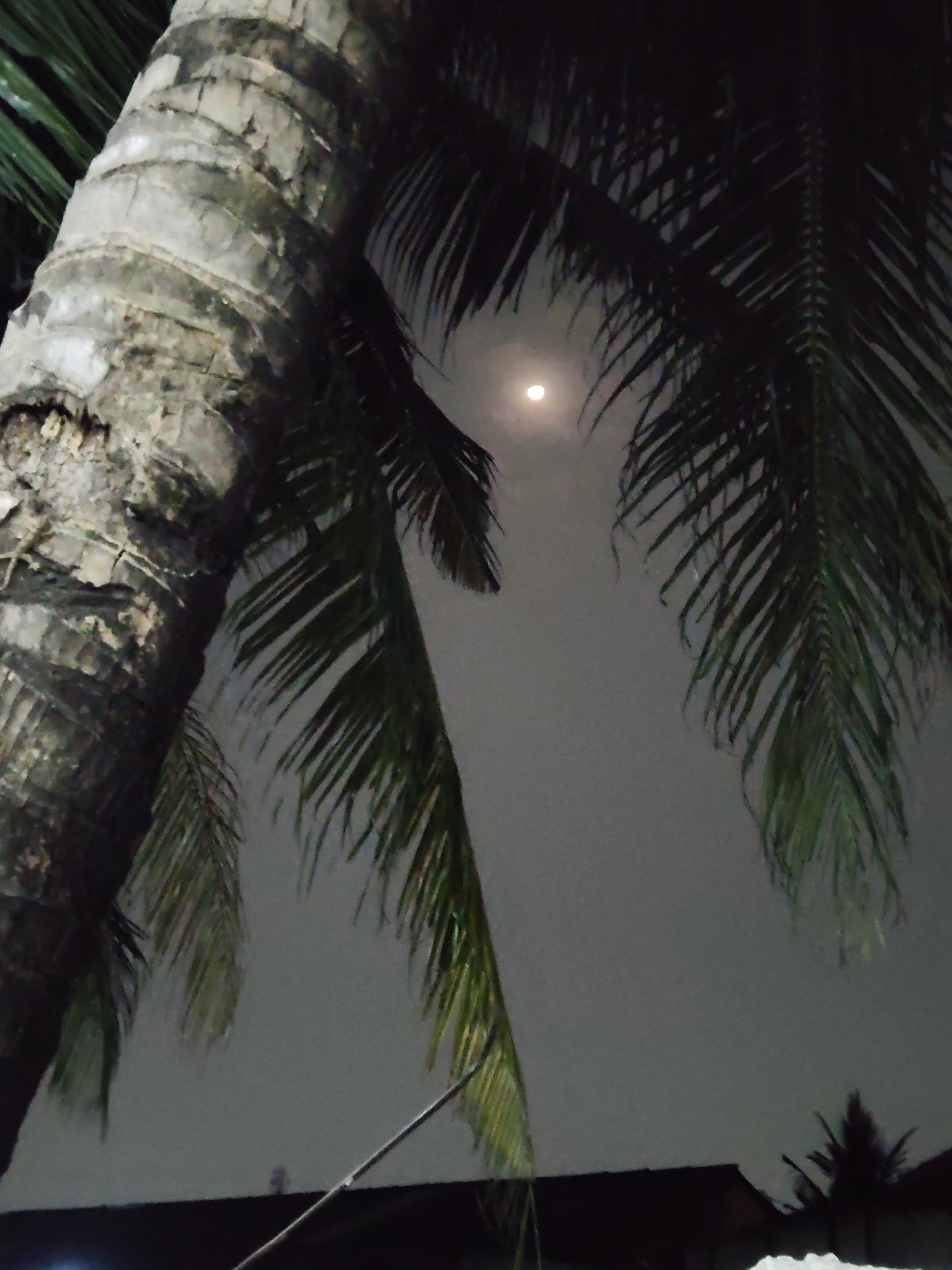 The image captures a nighttime scene in Mekarmukti, Indonesia, featuring a large, textured palm tree trunk on the left, partially obscured by its own fronds. The fronds of the palm tree also extend across the upper and right portions of the frame, creating a natural canopy. Through a gap in the foliage, a full moon is visible, casting a soft, diffused light against the hazy night sky. Below the palm tree and its fronds, a dark, silhouetted roofline of buildings is discernible, suggesting a residential or commercial area. The overall impression is one of a tropical night, illuminated by moonlight.