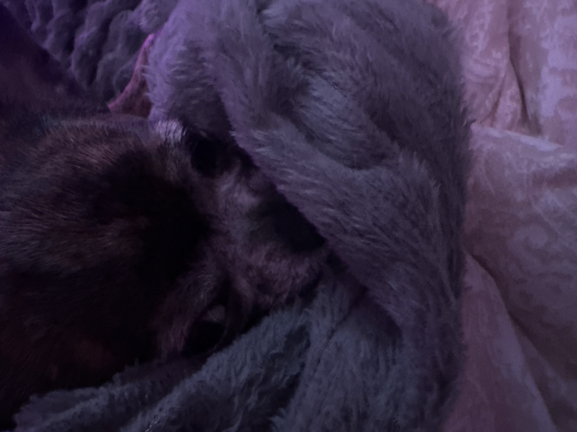 A small, dark-furred canine, likely a chihuahua or similar small breed, is depicted nestled within a light grey, deeply textured, fluffy blanket. The canine exhibits predominantly dark brown or black fur, with lighter grey coloration around its muzzle, suggesting maturity. Its head is visible in the lower-central portion of the frame, with eyes partially open and directed forward. The fluffy blanket covers the majority of the canine's body and rests upon a lighter, possibly pink or lavender, patterned textile, which appears to be a bedsheet or another blanket. The entire scene is bathed in a dim, artificial light source that casts a distinct purple hue over all visible elements. No human subjects or identifying environmental features beyond the textiles are present. The location of Мирный, Russia, or any specific geographic location, cannot be determined from the provided image data.