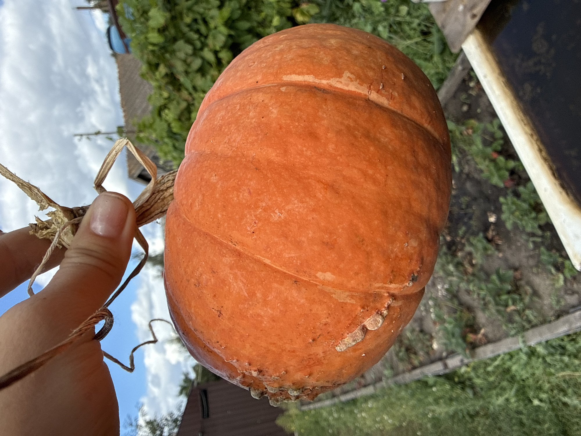 In Fominka, Russia, a hand holds a bright orange pumpkin against a backdrop of a cloudy sky, green foliage, and what appears to be residential structures. The pumpkin, round and segmented, exhibits a textured surface with some rough patches and dried tendrils near its stem. The hand, with manicured fingernails, grasps the pumpkin by its dry, woody stem and attached vine. The environment suggests an outdoor setting, possibly a garden or yard, with visible greenery and a hint of roofing and blue barrels in the distance. The overall impression is of a harvest or a rural domestic scene.