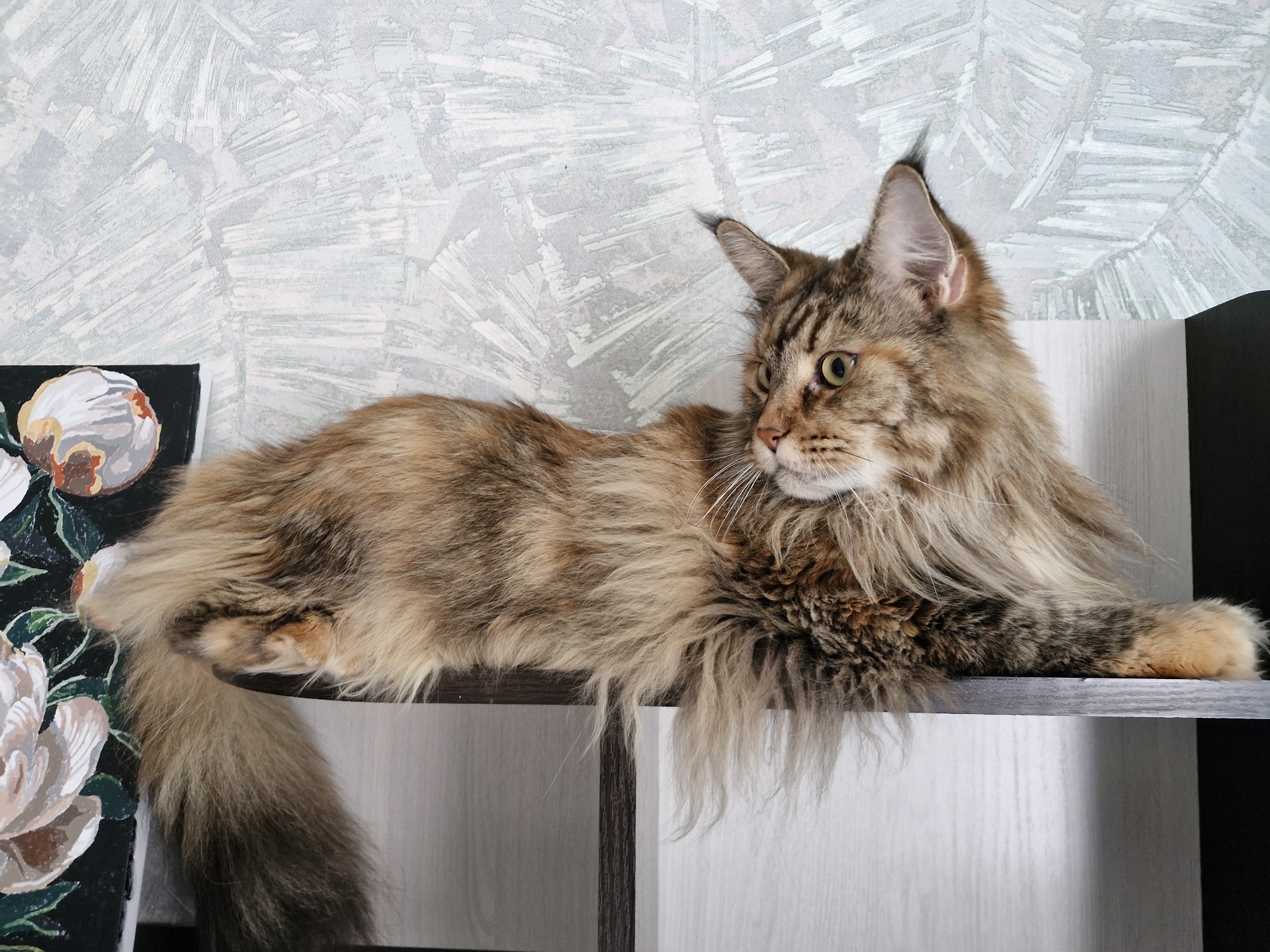 A long-haired, tortoiseshell Maine Coon cat is lying on a dark brown shelf. The cat is facing to the right, with its head turned to look to the left. Its fur is a mix of brown, black, and orange, with a fluffy mane around its neck. The cat's tail is long and bushy, extending down the side of the shelf. To the left of the cat is a dark-colored object with a painting of light-colored flowers. The background is a textured wallpaper with a pattern of light gray brush strokes. The shelf appears to be part of a furniture unit, possibly a bookcase or a display cabinet, in an indoor setting.