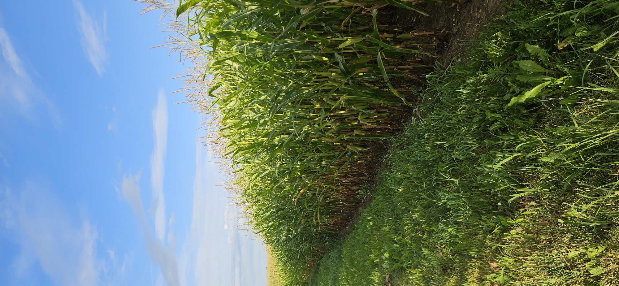 This is a vertical, eye-level, outdoor photograph taken in the area of Мазалаўскі сельскі Савет, Belarus. The image depicts a cornfield under a bright blue sky with scattered white clouds. The corn stalks, which are tall and green, fill the right two-thirds of the frame, with their tassels reaching towards the sky. The foreground on the left shows a strip of lush green grass, with some weeds and fallen leaves visible. A dirt path or edge runs between the grass and the cornfield. The sunlight suggests it is either morning or late afternoon. There are no people or animals visible in the frame.