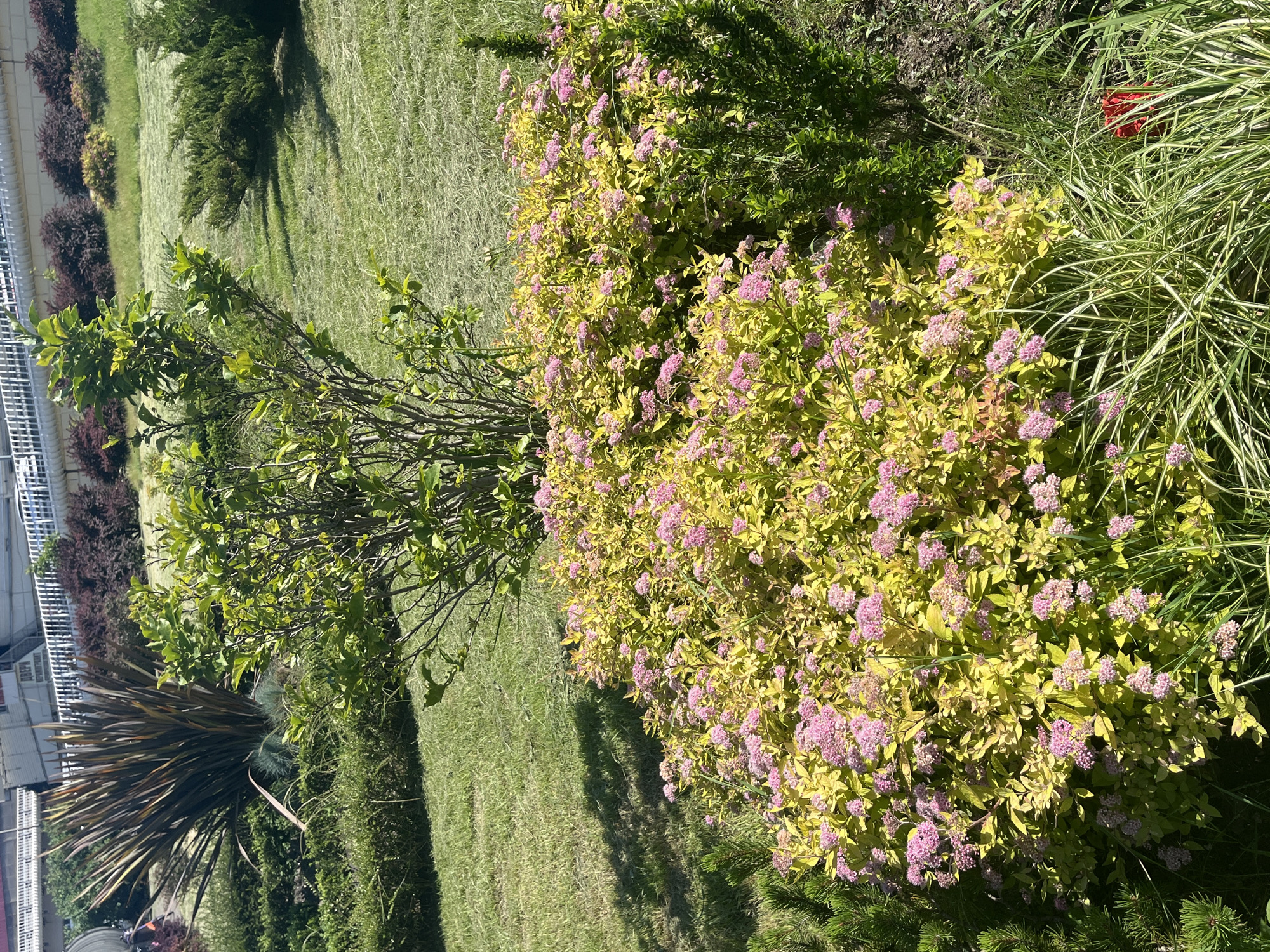 The media file captures a sunny outdoor garden or park scene, showcasing a variety of plants and landscaping elements.
In the foreground, a prominent shrub with bright golden-yellow foliage is covered in numerous clusters of small, delicate pink flowers, resembling a Spiraea variety. To its left stands a larger bush or small tree with vibrant green leaves and visible branches. To the right of the flowering shrub, tall, arching variegated grass with green and white stripes grows, partially obscuring a red object, possibly a pot or decorative item, nestled among other greenery.
The background features a neatly mown green lawn, crisscrossed with visible mowing lines and long shadows cast by unseen trees, indicating bright sunlight. Further back on the left, a row of dark-leaved, rounded bushes lines the edge of the landscape. Beyond these, a white metal fence or balustrade is visible, along with parts of a building. Text partially visible on the building appears to read "G.B.P.H." and "SPORT". Another notable plant in the mid-ground on the left features long, stiff, sword-like dark leaves, possibly a Phormium.
No people or specific activities are depicted. The scene suggests a well-maintained public park or a large private garden in an urban or semi-urban setting, consistent with the provided location context of Sochi, Russia. The bright lighting and distinct shadows indicate it is mid-day.