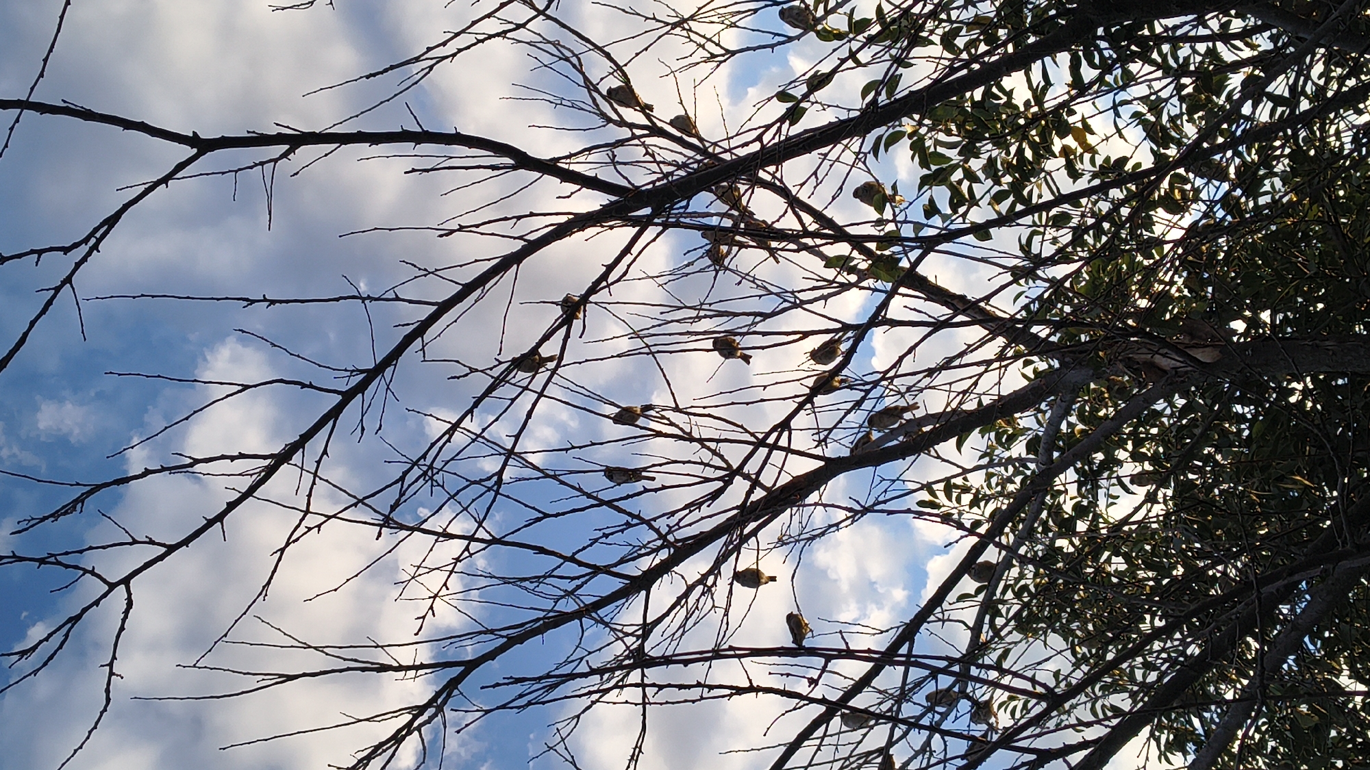 In the city of Larinskii, Russia, a flock of small birds is perched on the bare branches of a deciduous tree against a backdrop of a blue sky with scattered white clouds. The birds, appearing to be sparrows, are dispersed across the upper and mid-sections of the tree's limbs. The lower portion of the image shows denser foliage, suggesting other trees or the lower branches of the same tree. The overall scene captures a moment of stillness, with the birds seemingly at rest on the branches as dusk approaches, indicated by the warm light filtering through the leaves.