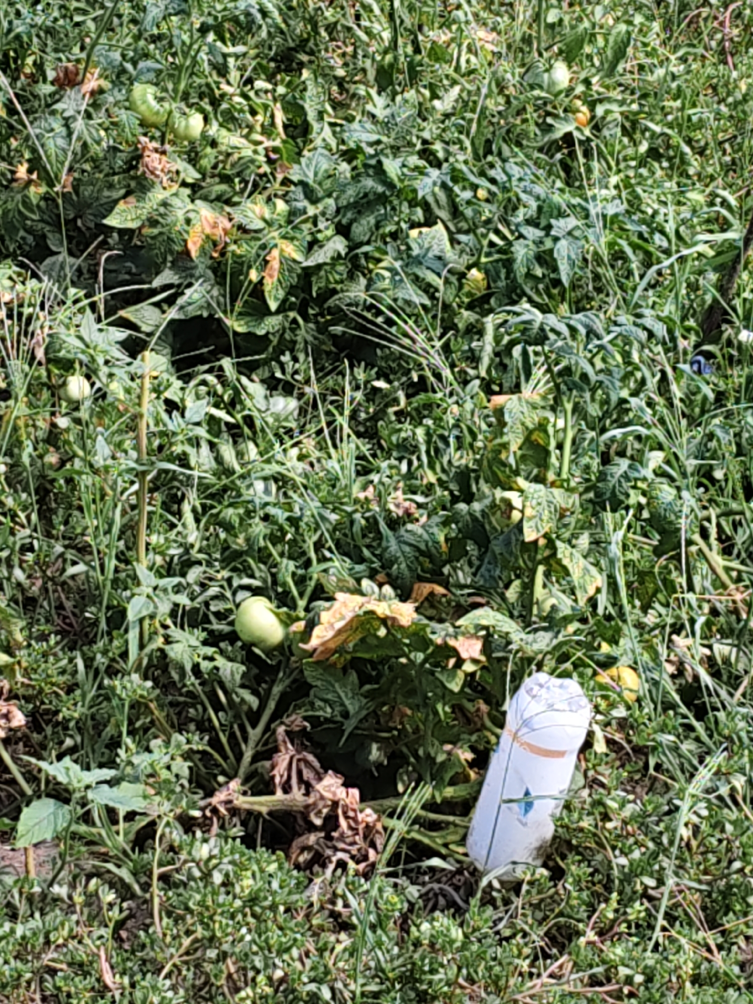 The image depicts an overgrown garden area with numerous tomato plants, some bearing green tomatoes and others showing signs of decay. In the foreground, a white plastic bottle, possibly a cut-off water bottle, lies on its side amongst the foliage. The surrounding vegetation is dense and appears unkempt, with a mix of healthy green leaves and some brown, dried-out plant material. The scene suggests a rural or semi-rural environment, likely a backyard or allotment in Nizhnedonskoy, Russia. No people are visible in the image.