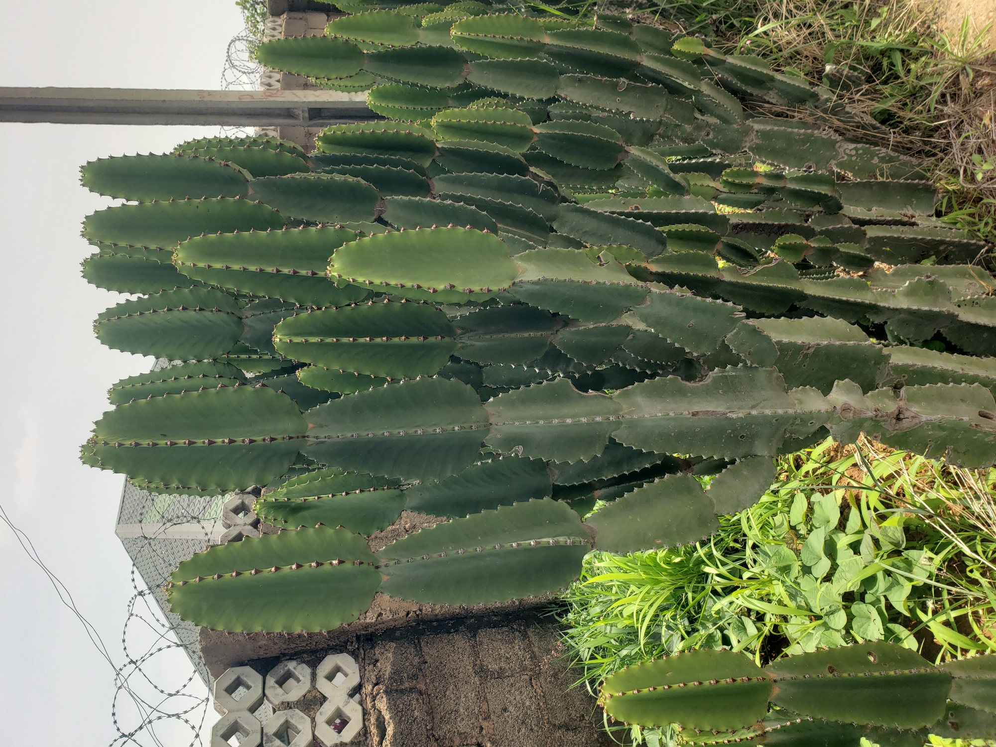 In Jos, Nigeria, a dense cluster of tall, green euphorbia cacti dominates the foreground, their segmented, ribbed stalks punctuated by sharp spines. To the left, a rough-textured brick wall is visible, topped with a decorative concrete block structure. Beyond the cacti and wall, barbed wire is strung taut, suggesting a boundary or security measure. In the background, a building with a sloped, metallic roof is partially obscured by the cacti and wire. A concrete utility pole stands to the right of the cacti, and dry grass and smaller green plants grow around the base of the cacti. The sky is overcast with a pale, hazy light.