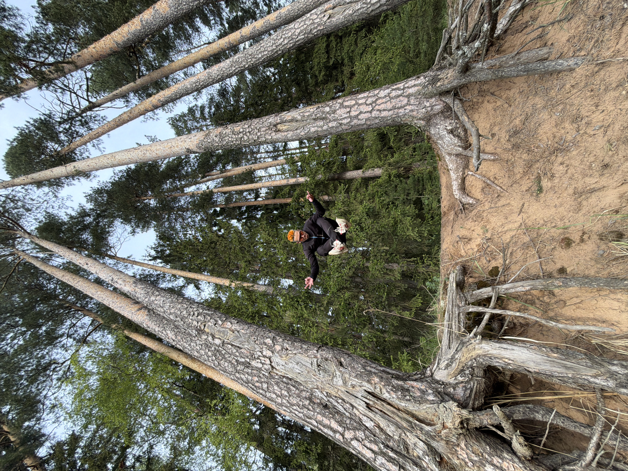 The image shows a person in mid-air in a forest. The person is wearing dark clothing and light-colored sneakers, with what appears to be bright orange hair. They are positioned between several tall trees with textured bark and green foliage in the background. The ground to the right shows a sandy slope with exposed tree roots. The photograph appears to be taken at an angle, giving the illusion of the trees being slanted. There are no identifying features to determine the exact location in Chaikovsky, Russia.