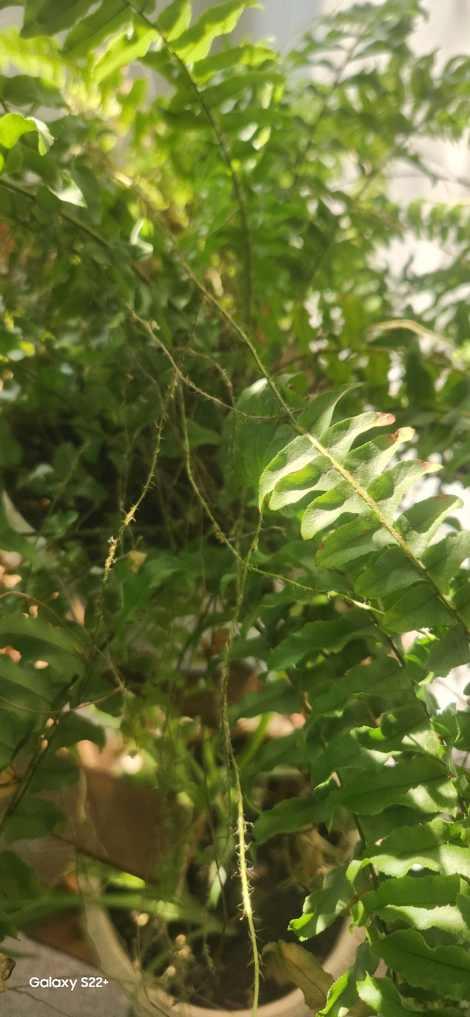 The image shows a close-up of a potted fern plant. The fern has numerous green, serrated leaves and thin, brown stems with small, spiky protrusions. Some of the leaves have slight browning at the edges. Sunlight is filtering through the leaves, creating highlights and shadows. The background is out of focus, showing a blur of green foliage and some lighter areas that could be light from a window or outdoors. The bottom left corner of the image shows the text "Galaxy S22+". There is no information within the image to suggest a specific location in the city of Nyurba, Russia.