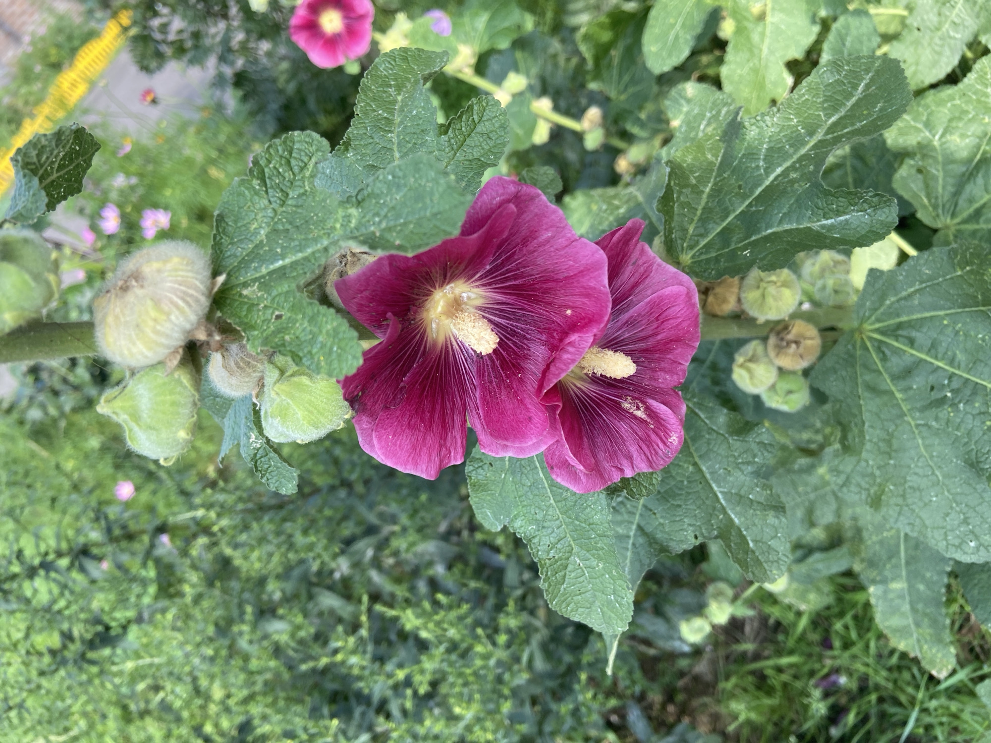 A close-up, eye-level shot captures a stalk of hollyhock flowers with deep magenta petals. Two fully bloomed flowers are prominent, each with delicate, ribbed petals and a light yellow stamen cluster at its center. Above the blooms, several fuzzy, green seed pods are visible. The hollyhock's large, textured green leaves, with visible veins and serrated edges, are interspersed throughout the frame. The background is a blur of green foliage, suggesting a garden setting. Faintly, in the upper right portion of the image, a bright yellow strip is visible, possibly a curb or a pathway marker. The scene is illuminated by natural daylight. This image was taken in Balashikha, Russia, in a garden environment.