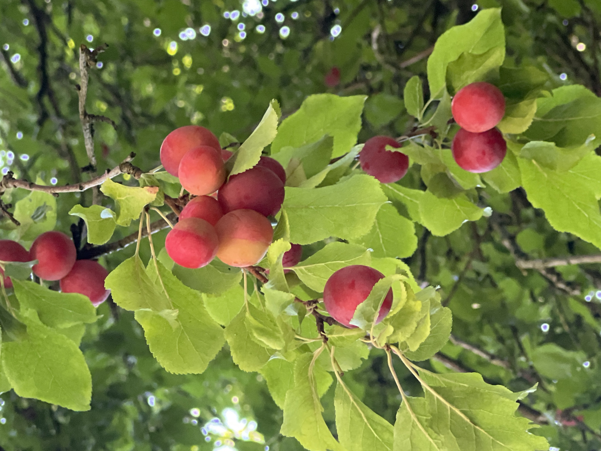 A close-up, low-angle shot shows a cluster of ripe, red plums hanging from a branch of a plum tree. The plums are spherical and range in color from deep red to a lighter reddish-orange. They are clustered together, with some overlapping. The tree's leaves are a vibrant green, some showing a slight curl at the edges, and appear to be slightly wet, possibly from rain. The background is a blur of green foliage and dappled sunlight, creating a bokeh effect. The scene appears to be outdoors in a natural setting, such as a garden or park, likely in Moosburg, Germany, given the context. There are no people or animals visible in the image.