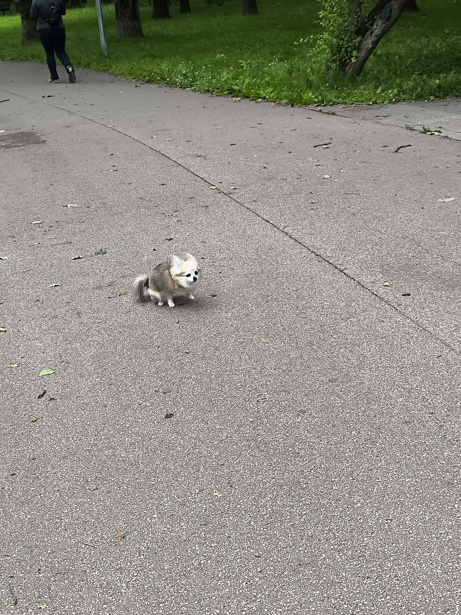 In Klaipėda, Lithuania, a small, light-colored dog with fluffy fur and dark markings around its eyes sits on an asphalt path in a park. The dog is facing to the right and appears to be looking at something out of frame. The path is partially covered with fallen leaves and twigs. In the background, a person is walking away from the camera, wearing dark pants and a backpack, and a grassy area with trees is visible.
