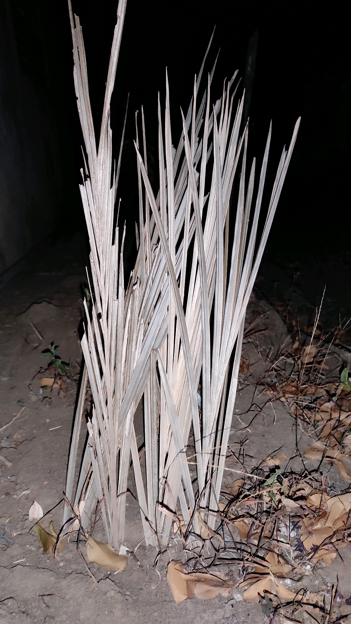 A vertical, close-up, eye-level shot features a cluster of dry, light-colored palm fronds standing upright in dark, dry soil. The fronds are thin and pointed, with some appearing frayed or broken. The background is predominantly black, indicating a nighttime scene or a very dark environment. Scattered dry leaves and thin branches are visible on the ground around the base of the fronds. A small, green plant with a few leaves is emerging from the soil to the left of the fronds. The lighting is artificial and harsh, casting minimal shadows and making the fronds appear almost translucent against the dark background. The overall impression is one of dryness and decay.