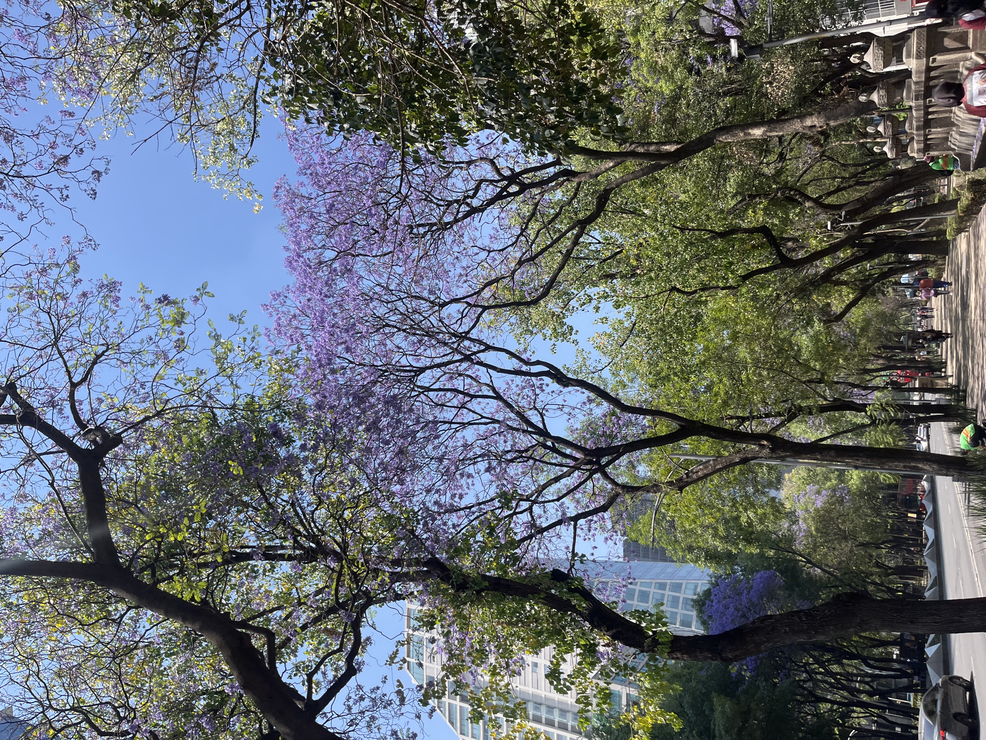 The photograph shows a street in Mexico City, Mexico, lined with jacaranda trees in bloom. The trees are the dominant feature, with their branches and purple flowers filling much of the frame. In the background, buildings can be seen, including modern high-rises. Pedestrians are visible walking along the sidewalk. A row of decorative lamp posts lines the street. The sky is blue and clear.