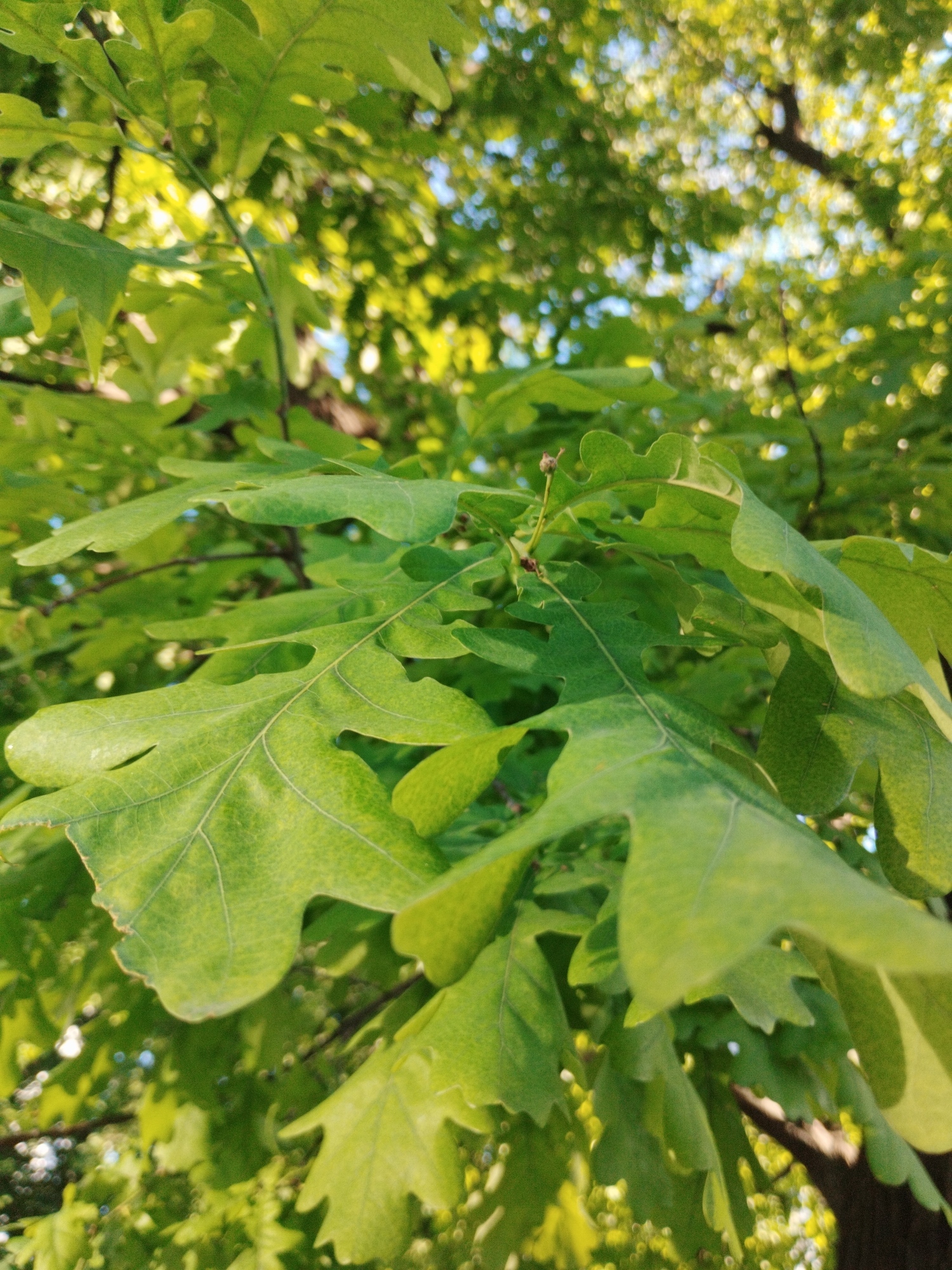A close-up, low-angle shot captures a cluster of vibrant green oak leaves bathed in sunlight. The leaves are intricately veined and have the characteristic lobed shape of oak foliage. Sunlight filters through the canopy, creating a dappled effect and highlighting the texture of the leaves. In the background, the foliage blurs into soft bokeh, with glimpses of a tree trunk and the blue sky visible through the branches. The scene is one of natural beauty, likely found in a park or wooded area within Saint Petersburg, Russia. There are no people or specific actions depicted in the image.