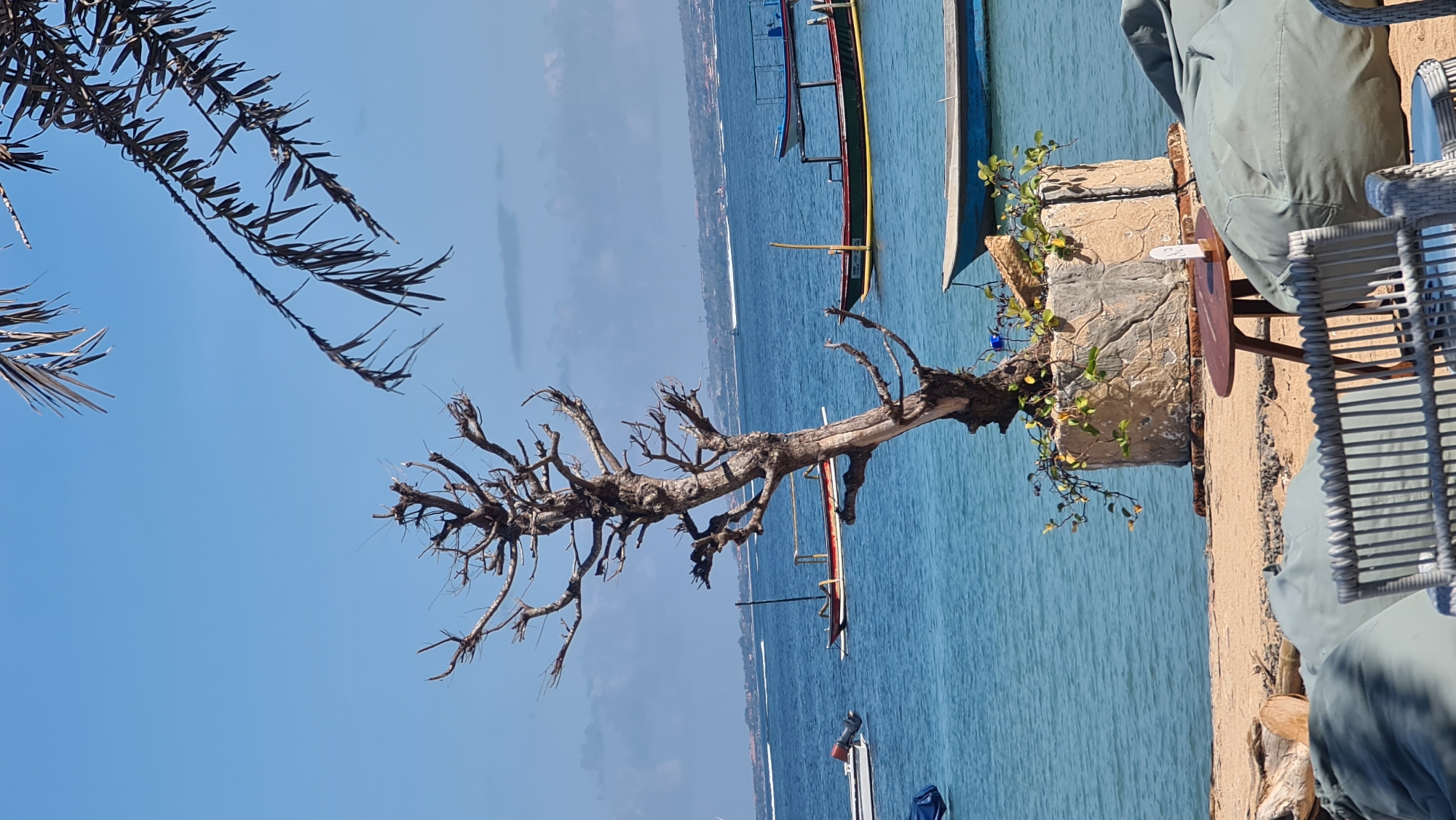 A weathered, leafless tree in a decorative stone planter stands on a sandy beach, overlooking a calm blue sea dotted with several small boats. In the foreground, large, light green beanbag chairs and a wicker chair are arranged, suggesting a seating area. A small, round wooden table sits between the planter and the chairs. In the background, a distant coastline with buildings is visible under a clear blue sky. The scene appears to be a tranquil beachside location in Denpasar, Indonesia, possibly a cafe or restaurant area.