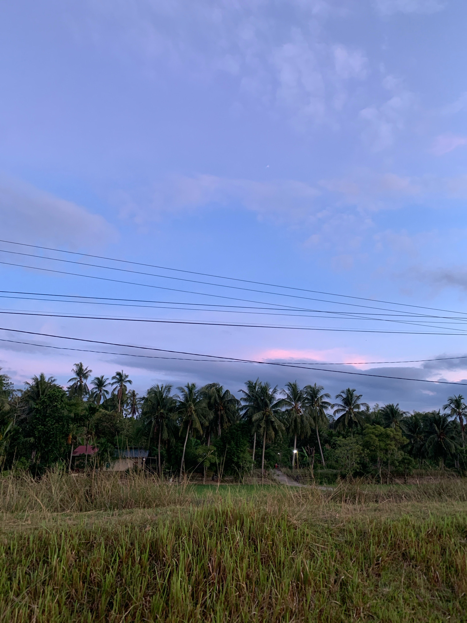 This image captures a rural landscape in Palohawe, Indonesia, during twilight. In the foreground, tall, dry grass dominates, transitioning to a dense line of trees and coconut palms in the mid-ground. Several power lines stretch horizontally across the upper half of the frame, dissecting the sky, which transitions from a pale blue at the top to hues of pink and purple closer to the horizon. A small, indistinct structure is partially visible among the trees. The overall atmosphere is serene and indicative of a tropical evening.