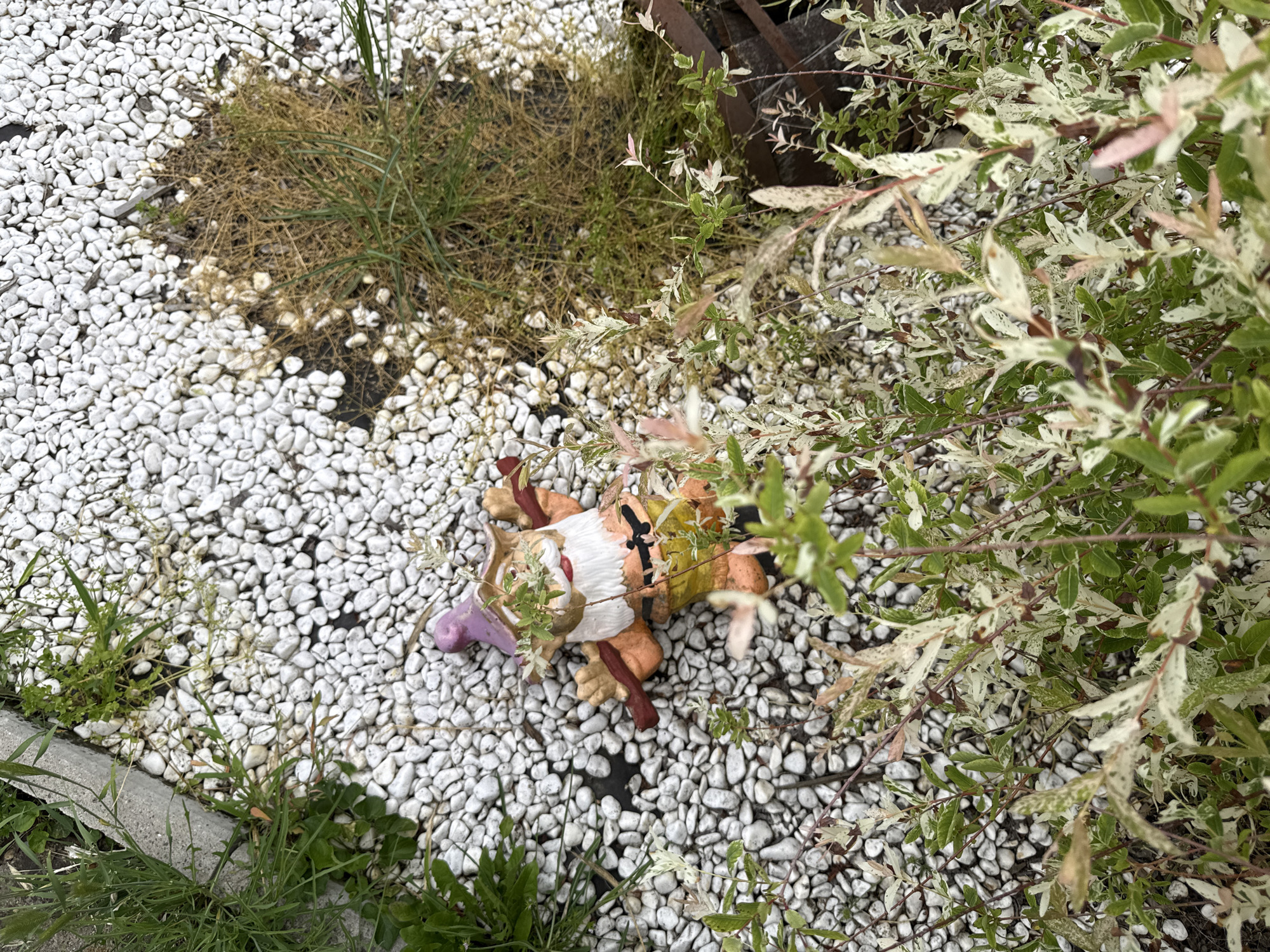 A garden gnome lies on its back on a surface of white pebbles. The gnome is wearing a purple hat, a red-lipped smile, a white beard, an orange tunic, and yellow pants. It is holding a brown stick with both hands. Surrounding the gnome are patches of dried grass, green foliage, and some larger green plants. The scene appears to be outdoors, possibly a backyard or garden area.