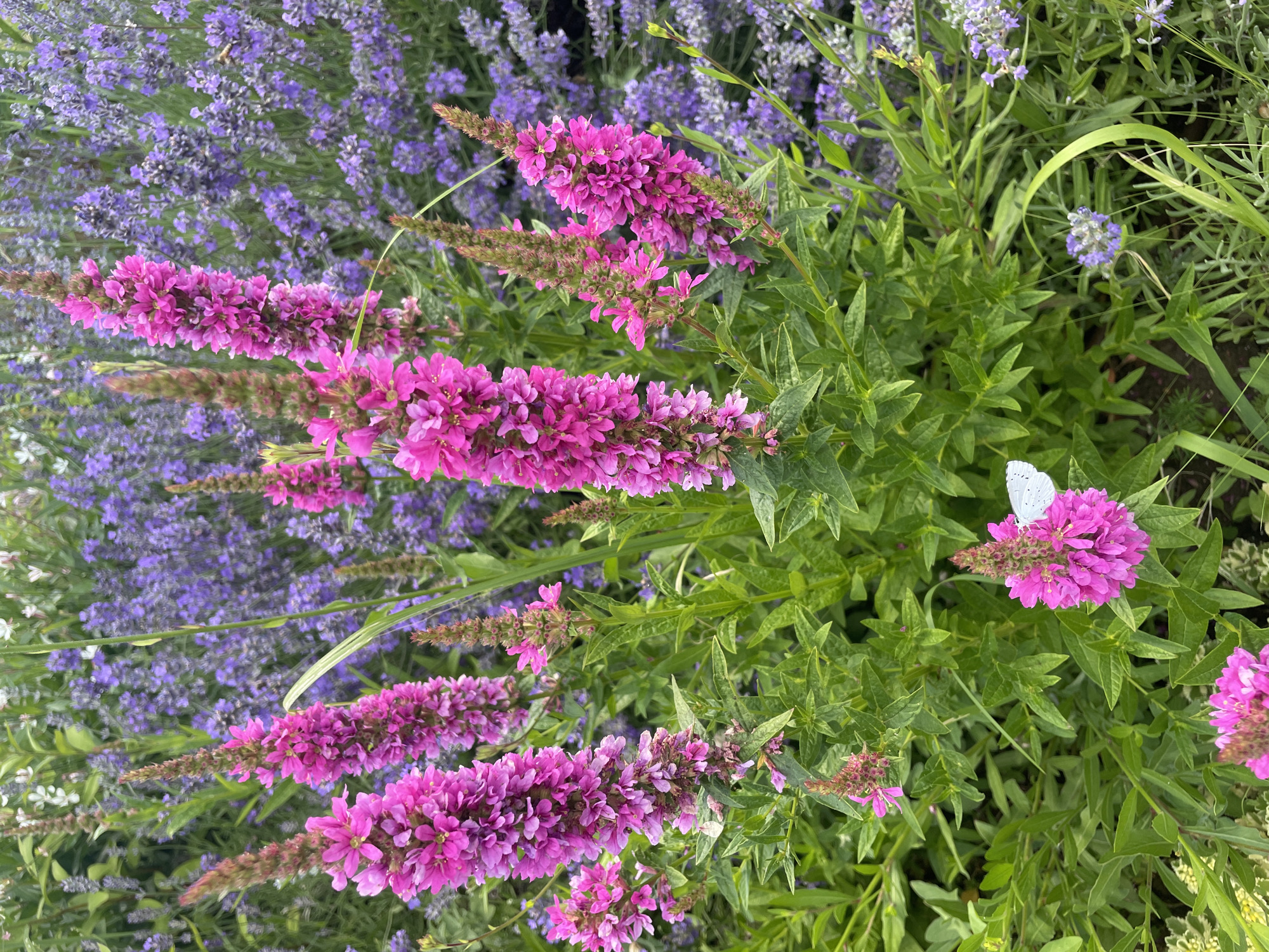 The image depicts a close-up view of a flowering plant with vibrant pink flower spikes. The plant is situated in a garden setting, with a backdrop of blurred purple flowers, likely lavender, and green foliage. In the foreground, a small white butterfly is perched on one of the pink flower spikes. The lighting suggests it is daytime, possibly late morning or early afternoon, with soft natural light illuminating the scene. The overall impression is one of a peaceful and natural environment. The location is identified as Nikolayevka, Russia.