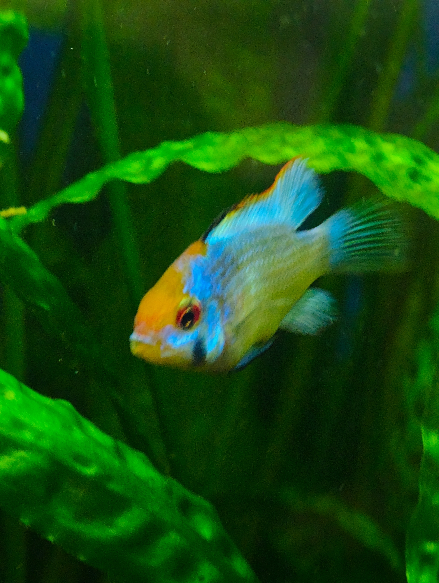 A brightly colored fish, primarily yellow and blue with orange accents on its head, swims amidst lush green aquatic plants. The fish is positioned slightly off-center to the right, facing left. Its scales appear to shimmer, and its fins are fanned out. The background is a dark, blurry green, suggesting the depths of an aquarium or natural body of water. There is no indication of the city of Abakan, Russia, or any other location.