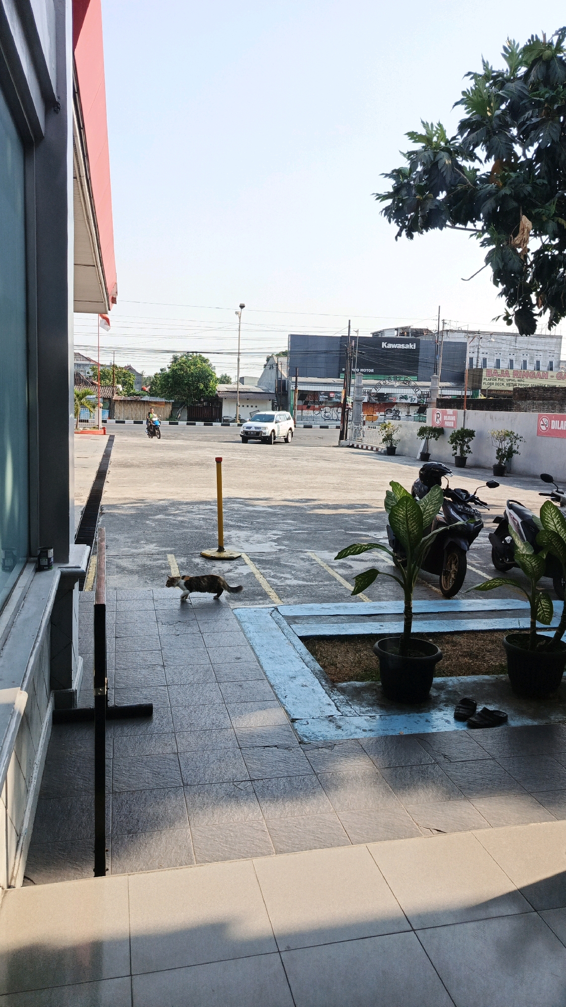 The image depicts an outdoor scene on a sunny day, likely in a commercial area of Ngadirejo, Indonesia. In the foreground, a cat with tabby markings walks across a tiled walkway. To the left, the side of a building with a red overhang and a blue window is visible. Beyond the walkway is a paved parking lot with yellow and blue markings. A yellow pole with a red top stands in the parking lot.
In the mid-ground, a white SUV is driving in the parking lot, and a motorcycle with a rider is approaching from the left. Several parked motorcycles are visible further back, along with potted plants and a few pairs of black sandals.
In the background, there are commercial buildings with signs, including one that reads "Kawasaki" and another with Indonesian text. The sky is clear and blue, with a few trees and utility poles visible. The overall impression is that of a typical street scene in a developed area with a mix of commercial activity and residential elements.
