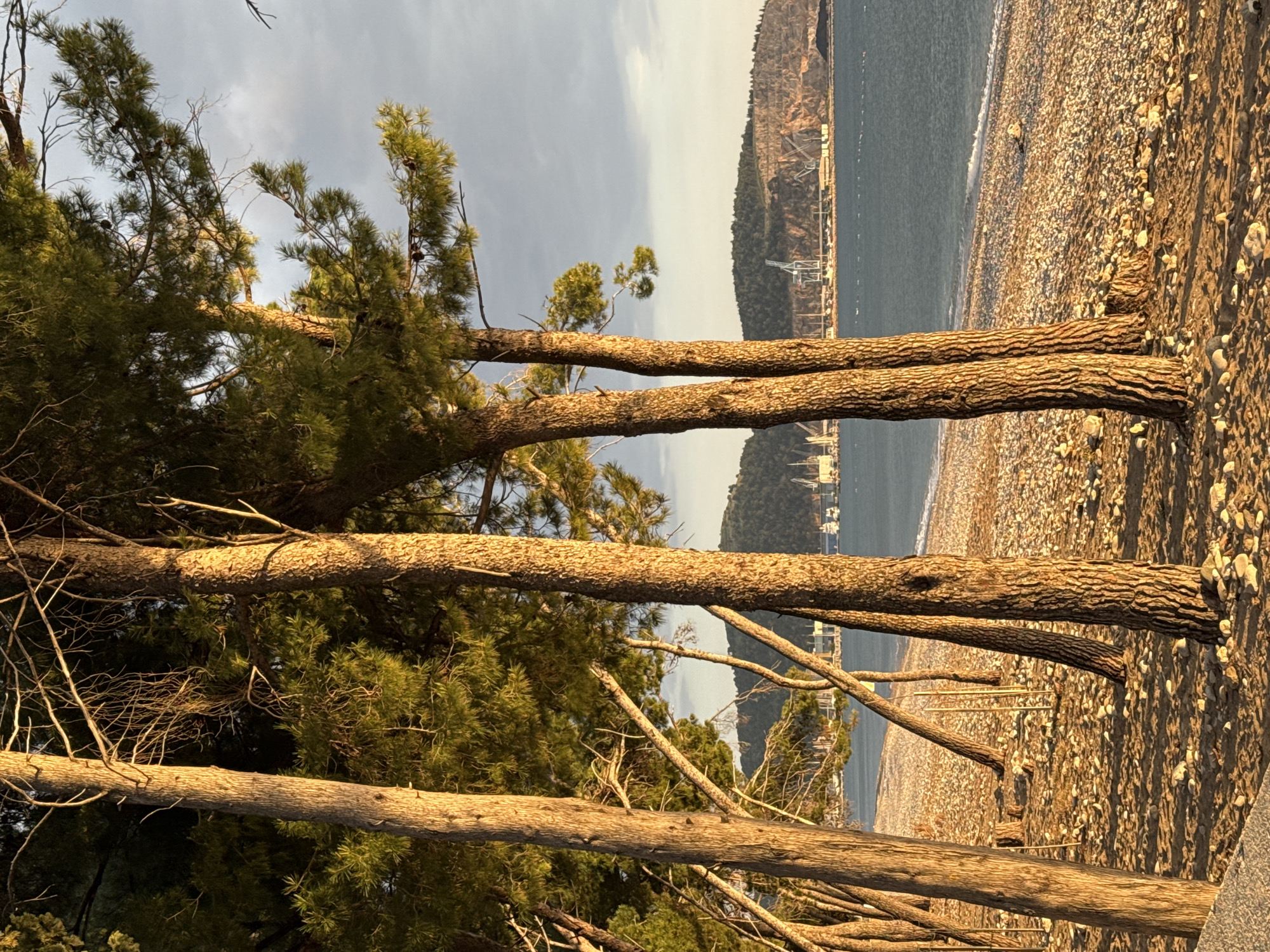The image shows a beach in Šušanj, Montenegro, with a line of trees leaning towards the sea. The trunks of the trees are prominent in the foreground, with green foliage towards the left. The beach is composed of pebbles and stones. In the background, the sea meets a hilly coastline. Industrial structures are visible in the distance along the coast. The sky is overcast.