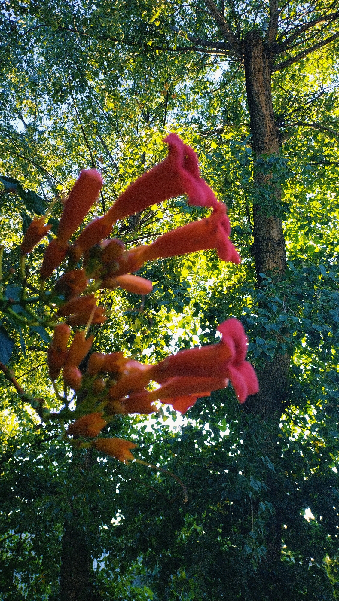 This low-angle shot captures a cluster of bright orange, trumpet-shaped flowers in the foreground, their delicate petals blurred by movement. Behind them, a mature tree trunk with rough bark stands prominently, its branches reaching upwards and disappearing into a canopy of vibrant green leaves. Sunlight filters through the foliage, creating dappled patterns and illuminating the scene with a warm glow. The background is a dense tapestry of foliage, suggesting a natural or park-like setting within the city of Horishni Plavni, Ukraine. No people are visible in the image.