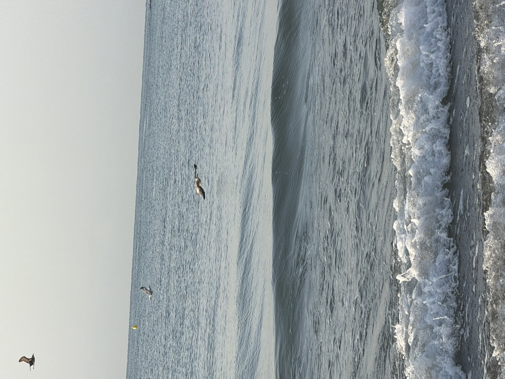 A wide shot captures the vast expanse of the sea under a pale, overcast sky. The water is a deep blue-grey, with gentle waves rolling towards the shore. In the foreground, white-capped waves crash onto a dark, wet sandy beach. Several seagulls are in flight. One is in the upper left corner, silhouetted against the sky. Another is in the middle distance, to the left of center, and a third is in the mid-ground, right of center, in clear flight. A yellow buoy is visible in the distance, to the left of center, floating on the water. The scene appears to be a natural, undeveloped stretch of coastline, likely a beach in El Campello, Spain, given its characteristic coastal environment. There are no visible people or man-made structures other than the buoy.