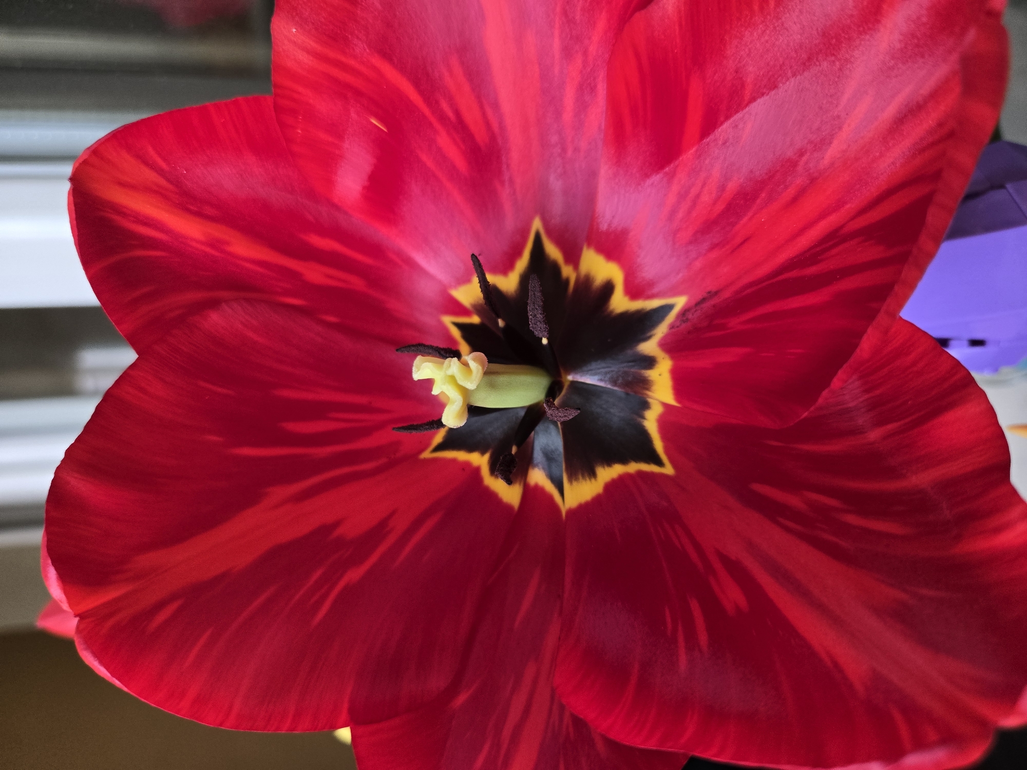 The image shows a close-up of a red tulip with dark stripes. The center of the flower has a yellow and black pattern. The stamen is green. The image appears to be taken indoors near a window. It is unknown if the image was taken in Sofia, Bulgaria.