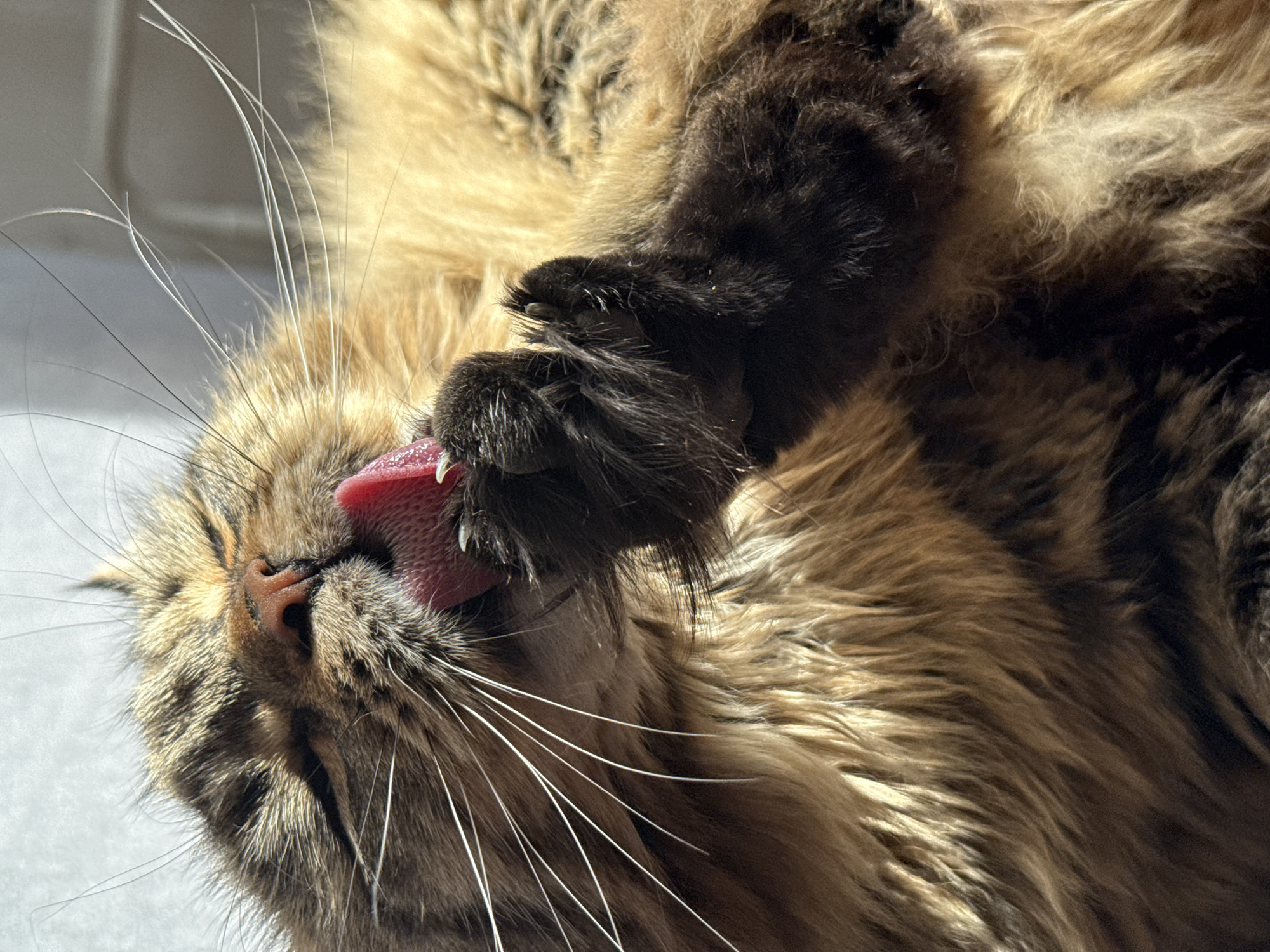 A close-up, brightly lit shot features a tabby cat lying on its back, grooming itself with a black paw. The cat's pink tongue is extended, licking its paw. The background is a light gray surface. No information indicates a location in Izhevsk, Russia.