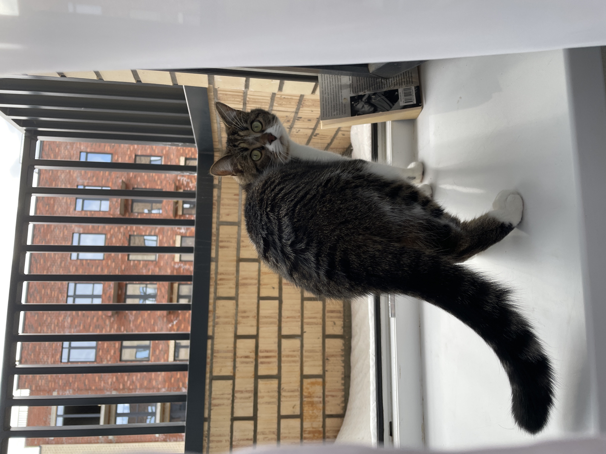 A tabby cat sits on a white windowsill, looking directly at the camera with wide, green eyes. The cat's body is oriented diagonally, with its tail curving down and to the right. The background visible through the window features a multi-story brick building with dark-framed windows and a black metal railing. This scene is in Izhevsk, Russia. A book rests on the windowsill behind the cat's head.