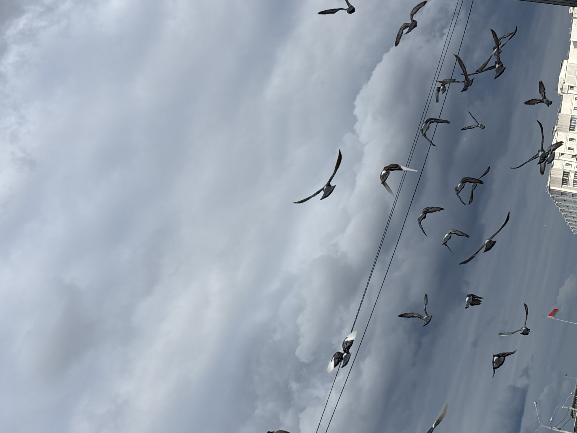 The image depicts an overcast sky dominated by various shades of grey clouds, suggesting heavy cloud cover or an impending storm. Approximately thirty pigeons are captured in various flight postures across the frame, predominantly in the lower two-thirds. Many birds are identifiable by their grey bodies and white wing flashes, typical of common city pigeons. Several black horizontal electrical or telecommunication wires traverse the middle ground, with two pigeons perched on one wire on the left side.
In the lower portion of the image, sections of multi-story, light-colored buildings with multiple windows are visible, indicative of urban architecture, possibly residential or administrative. A black utility pole extends vertically on the far right. On the lower left, another pole with a streetlight arm is present. Crucially, a red and green flag, consistent with the flag of Belarus, is visible on a white pole towards the bottom center-left, confirming the location as the city of Minsk, Belarus. No people are visible. The lighting is diffused, consistent with the cloudy conditions.