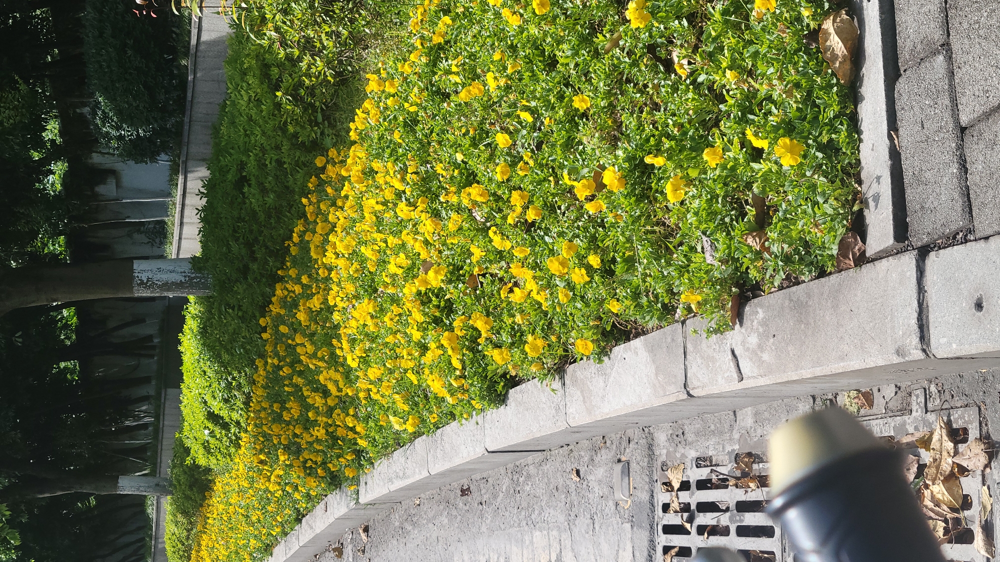 The image depicts a garden along a sidewalk in an urban area of unknown city. A dense bed of yellow flowers is adjacent to a concrete curb, next to a walkway or sidewalk. Beyond the flowers, there is a line of trees with dense green foliage, with a grey building in the background. In the foreground, leaves are scattered across the pavement. A partially obscured object, possibly a microphone or part of photography equipment, is visible in the lower-right corner of the frame.