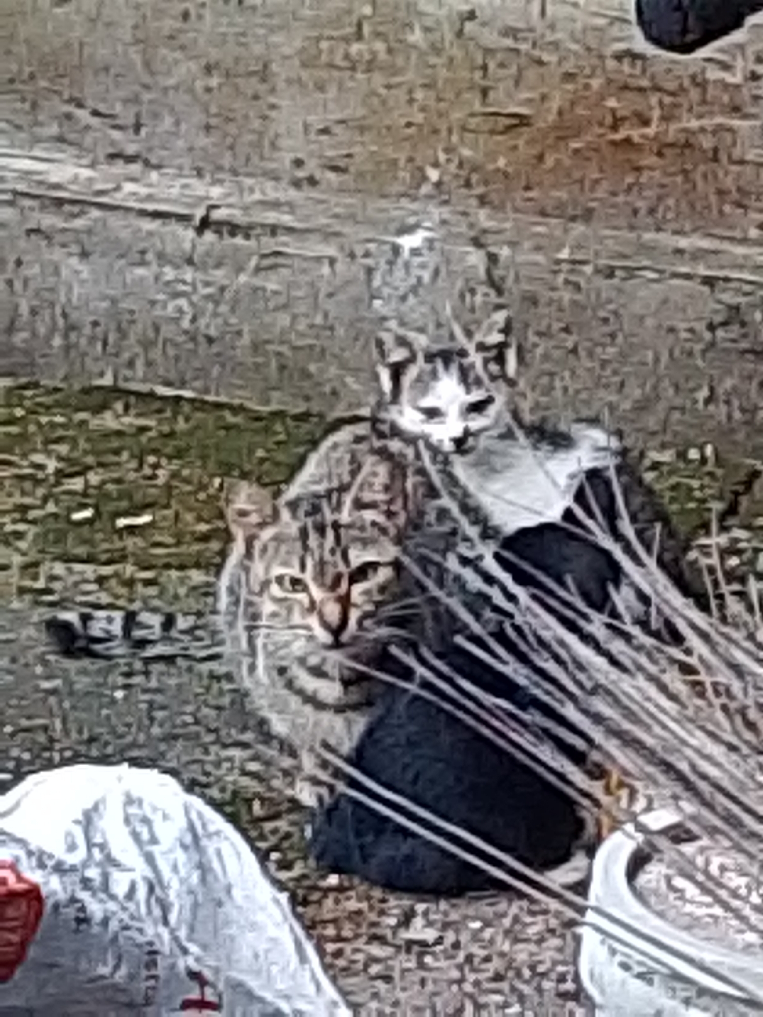 Two cats are visible in the foreground, partially obscured by dry grass stalks. The cat on the left has tabby markings and is looking towards the camera. The cat on the right is a lighter color with darker markings on its head and appears to be looking away. They are situated on a surface that resembles a wooden plank or textured ground. In the background, there is a white plastic bag with red markings. The overall scene is outdoors. No specific location in Se'pon, Indonesia, can be identified from the image.