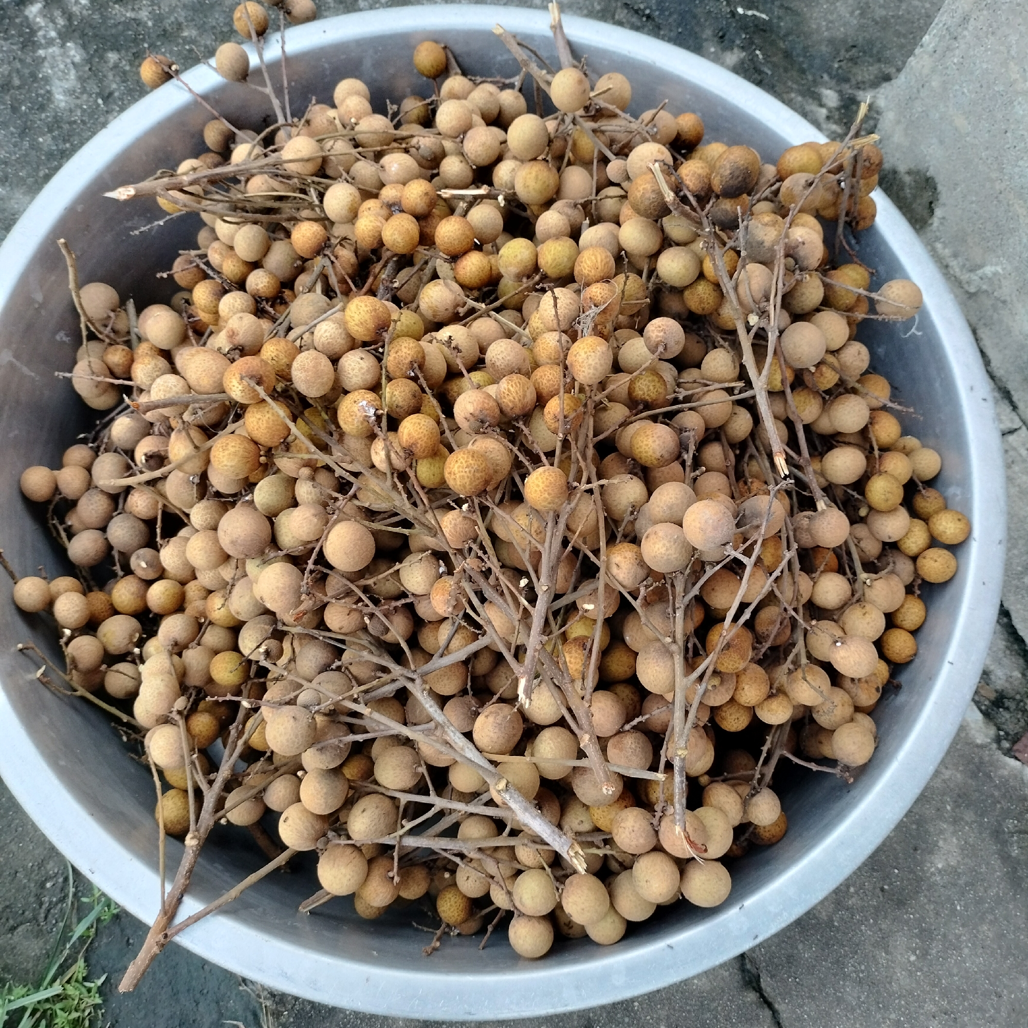 A wide, overhead shot shows a large, silver bowl filled with longan fruit. The longan are on their stems, and many of the fruits are clustered together. The bowl is sitting on a concrete surface, which is cracked in places. The background is a mixture of concrete and some green grass. The lighting suggests it is daytime, with the sun casting some shadows. The scene appears to be outdoors, possibly in a residential area or a market given the concrete surroundings. The location is identified as Zhushan Township, Taiwan. There are no people or animals visible in the image.