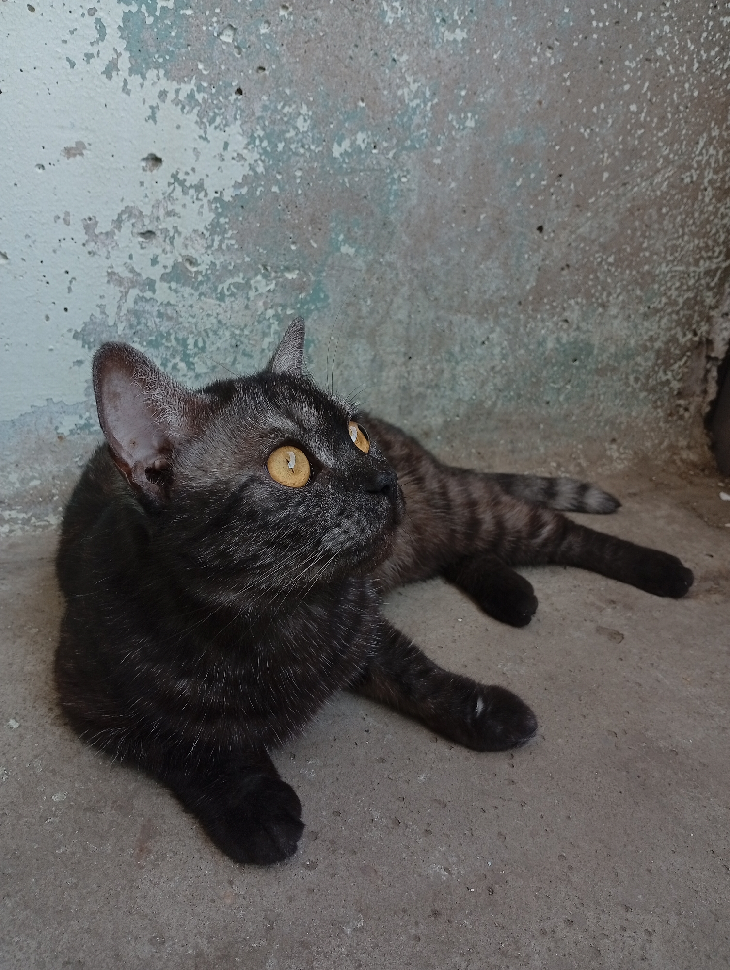 A dark-furred cat with yellow eyes lies on a concrete surface next to a wall. The wall is a mottled mix of gray, white, and pale blue, with a weathered appearance suggestive of peeling paint or aging. The cat is in a relaxed, prone position, with its head raised and eyes looking upward. The cat is exhibiting a tabby pattern on its tail. The location is Naberezhnye Chelny, Russia.
