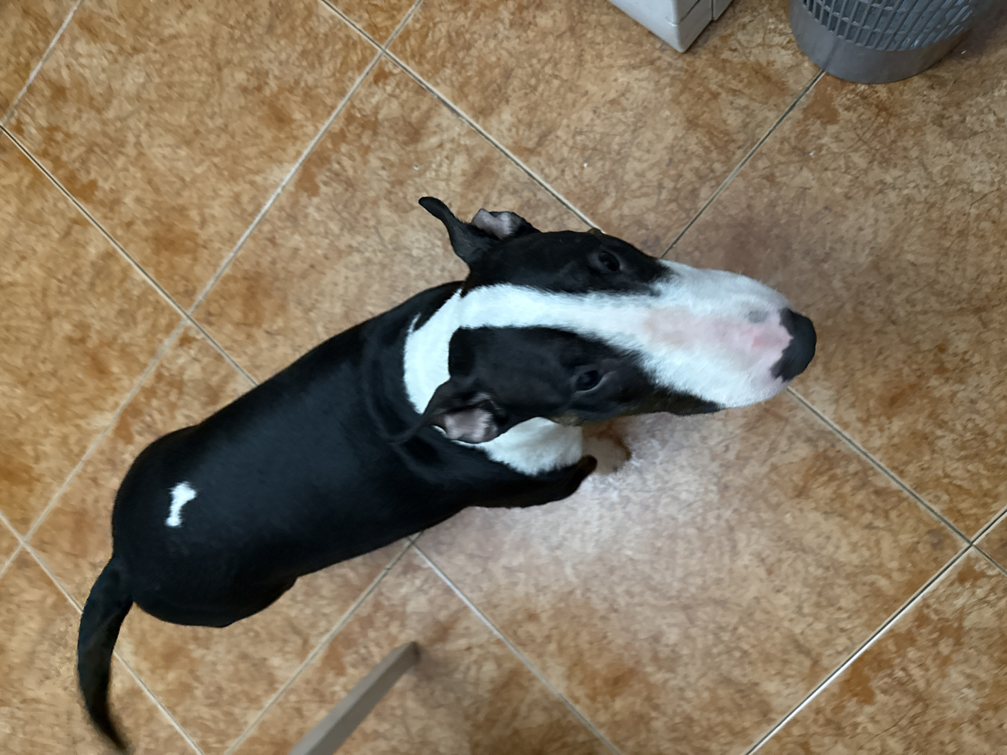 A high-angle shot reveals a black and white bull terrier dog standing on a tiled floor with a grid pattern. The dog's head is turned upwards toward the camera. To the upper right of the dog, there's a white container and a silver metal trash can. The setting appears to be indoors. There's no indication that the scene is in Moscow, Russia.