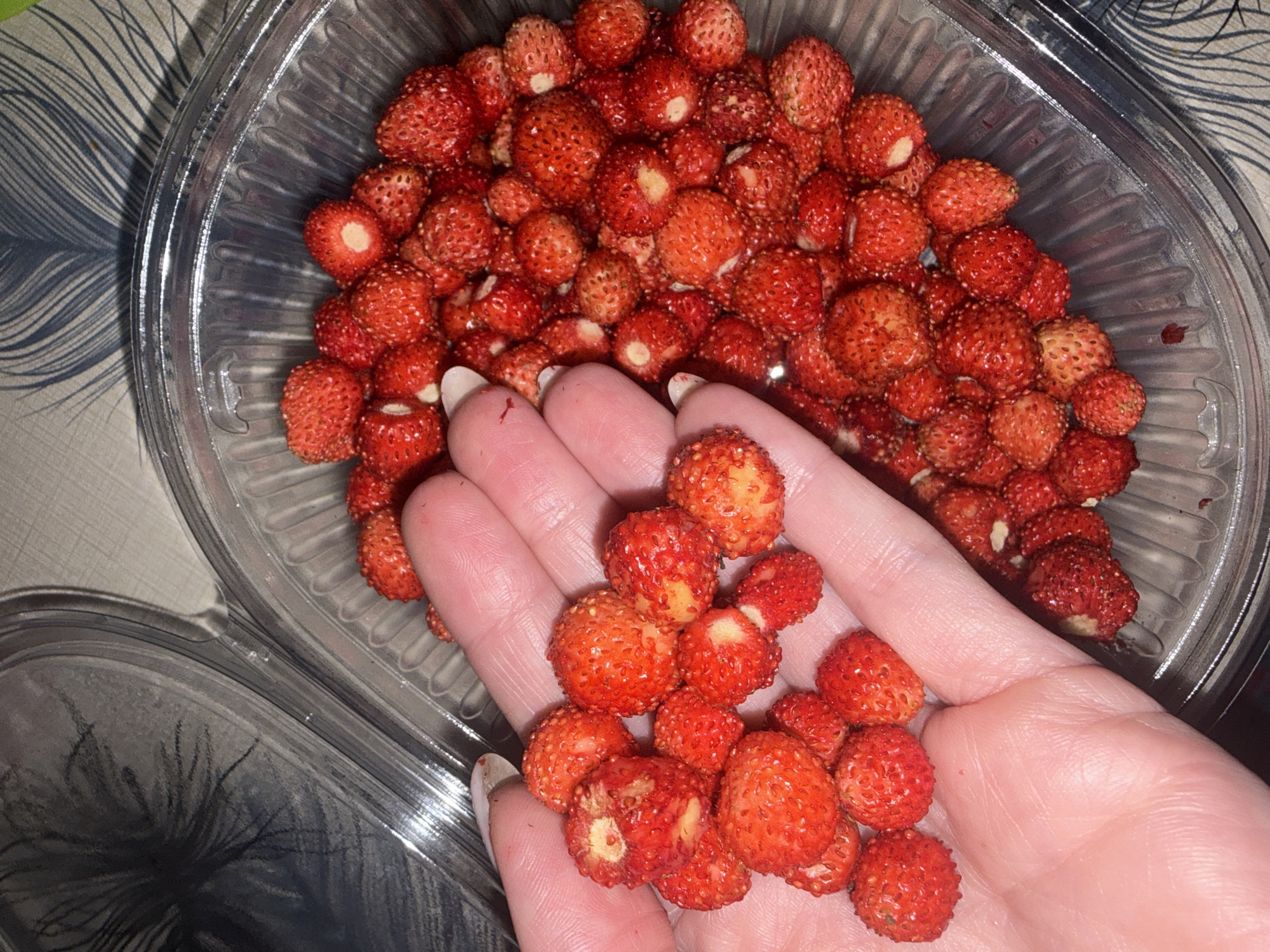 A close-up shot features a hand holding a pile of wild strawberries, with more strawberries visible in a clear plastic container in the background. The strawberries are small, red, and have visible seeds. The hand is pale with a manicured fingernail. The background consists of a textured surface with a feather-like pattern. There is no visible indication of the location being in Chaikovsky, Russia.