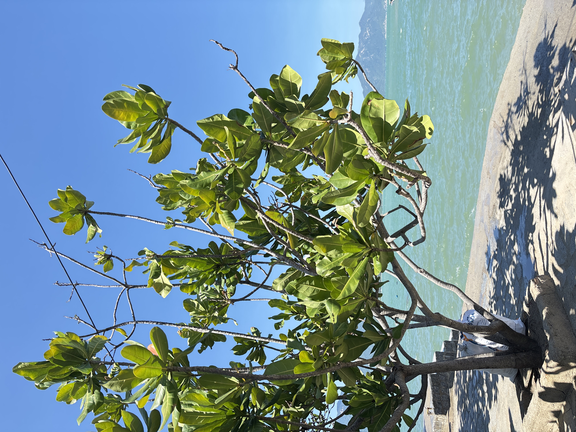 A tree with bright green leaves stands on a paved walkway next to a turquoise body of water under a clear blue sky. The tree's branches are spread wide, with some reaching towards the sky and others arching over the water. The walkway is made of concrete slabs and has shadows from the tree cast upon it. In the distance, mountains are visible on the horizon. Two white bags are placed at the base of the tree.