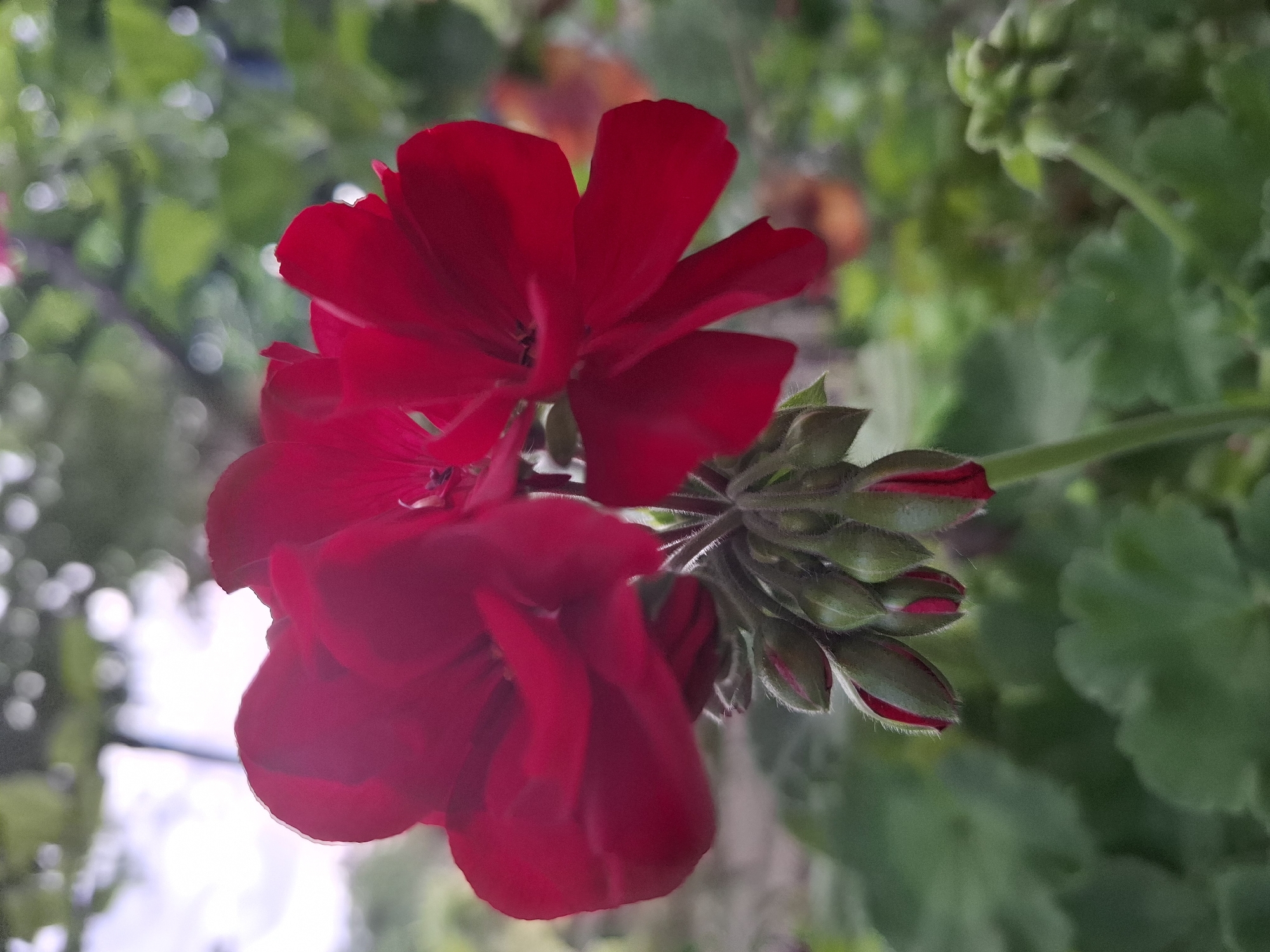 A close-up, eye-level shot focuses on a cluster of vibrant red geranium flowers and their developing buds. The flowers are positioned slightly off-center to the left, with two prominent blooms in focus. Their petals are a deep, rich red, with a velvety texture evident. Behind the open flowers, a dense cluster of green buds, tinged with red at their tips, are tightly packed. These buds are covered in fine, white hairs. The background is softly blurred, suggesting a garden setting with green foliage and dappled sunlight creating bokeh effects. The environment appears to be outdoors, with hints of trees and sky visible in the distance. The image quality is good, with sharp detail on the subject flowers and a pleasing depth of field. The overall impression is one of natural beauty and the promise of more blooms. The image was taken in Malko Asenovo, Bulgaria.