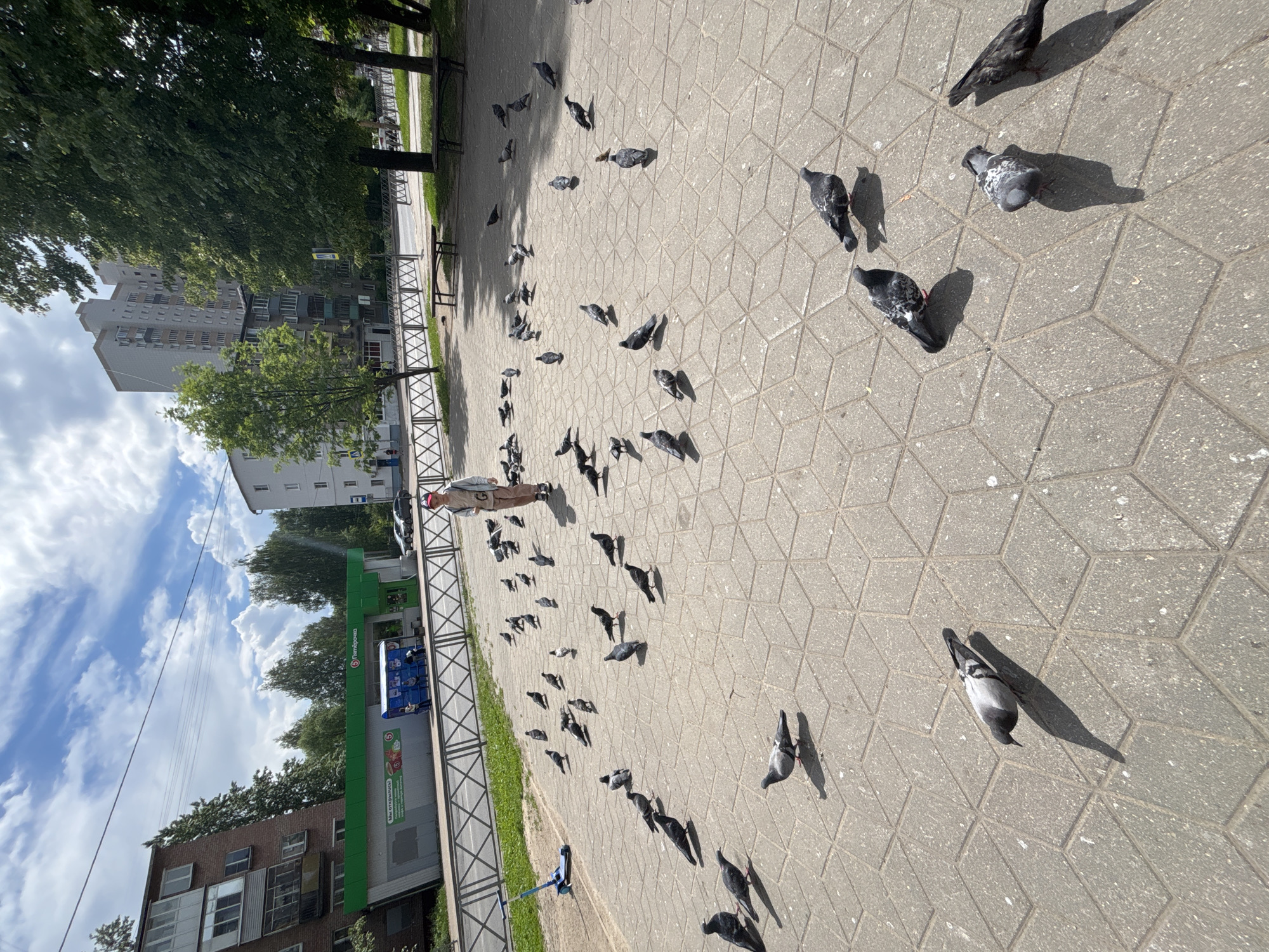 The image captures an outdoor urban scene in Podosenikha, Russia, on a bright, sunny day, likely during the mid-morning or afternoon, indicated by the distinct, elongated shadows. The main subjects are a large flock of pigeons scattered across a geometrically patterned paved area and a person standing among them.
The paved ground features hexagonal and rhomboid concrete tiles. Numerous pigeons, varying in shades of grey and black, are spread across this area, with some close to the person and others further away. Their shadows are cast prominently on the pavement.
A person, wearing light-colored clothing and a red baseball cap, stands calmly near the left side of the frame, facing towards the right. It appears they might be observing or interacting with the pigeons.
In the background, to the left, are several multi-story buildings, including a large residential apartment block. Lush green trees line the paved area and partially obscure some of the buildings. A metal fence separates the paved pedestrian zone from a grassy strip and an unseen road beyond.
Further back, a building with a distinctive green facade is visible, housing a supermarket. The store's logo, "Пятерочка" (Pyaterochka), is clearly visible in white letters on the green background. Below the logo, a red sign reads "МЫ ОТКРЫЛИСЬ!" (MY OTKRYLIS! - "We are open!"). Near the store, there's a blue recycling bin or container. The sky above is partially cloudy with patches of blue.